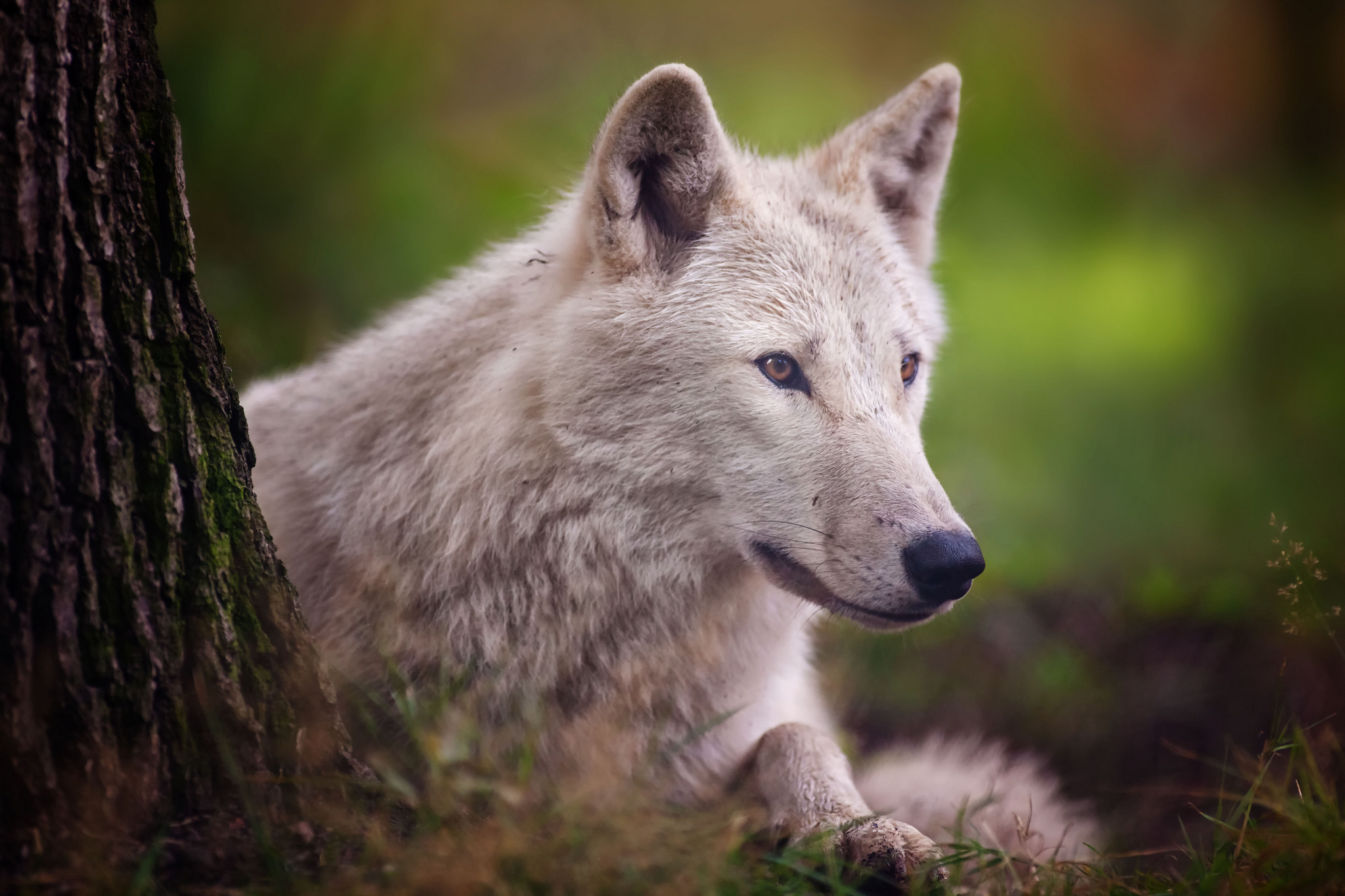 Волк Фото Животного В Хорошем