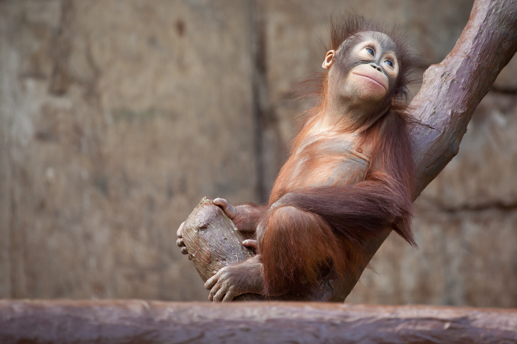 Обезьяны : детеныш орангутанга - Животные
