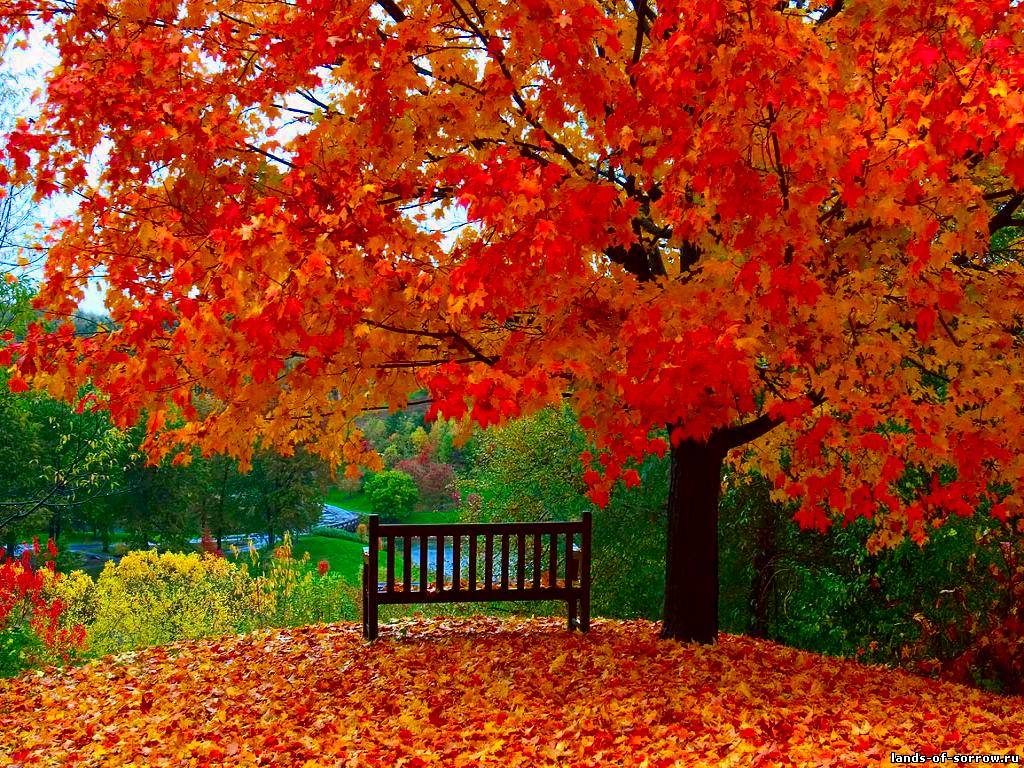 Времена года Осень - Природа