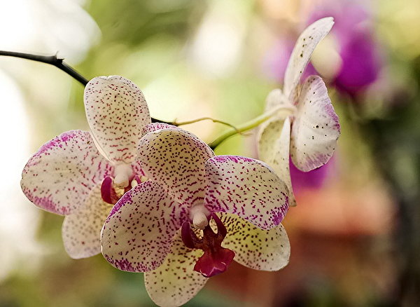 Неделя Орхидей на Коста-Рике – главное событие года в стране