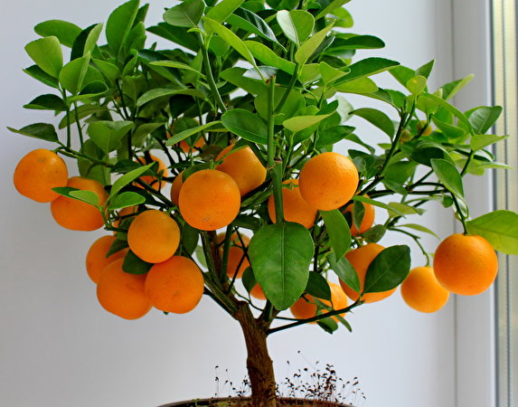 плод цитрусового дерева