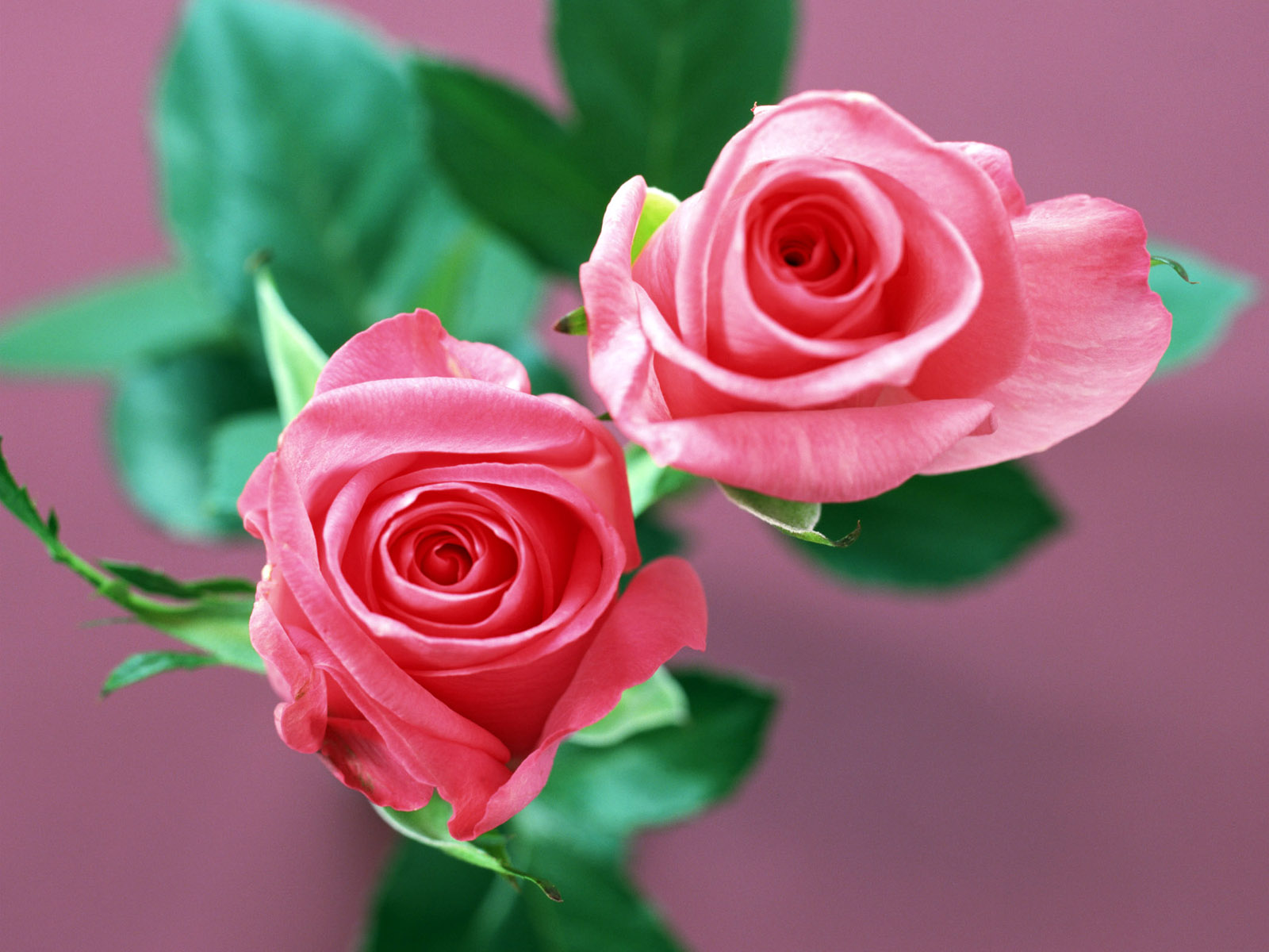Beautiful rose flowers. Розовые цветы. Розовые розы. Цветы розы розовые.