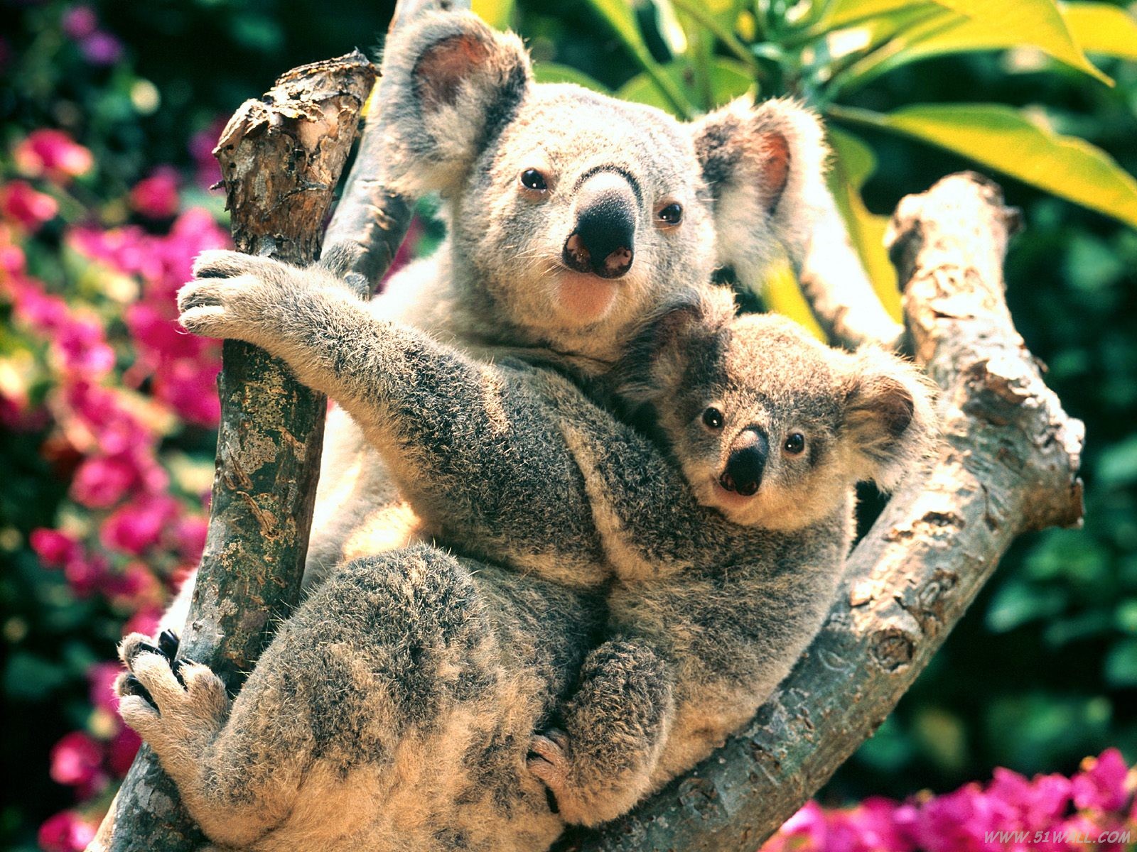 коалы на дереве скачать