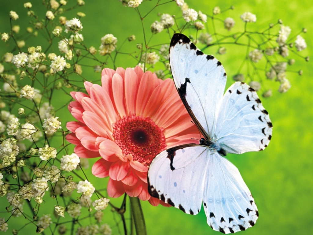 Картинка Бабочки Насекомые животное бабочка насекомое Животные