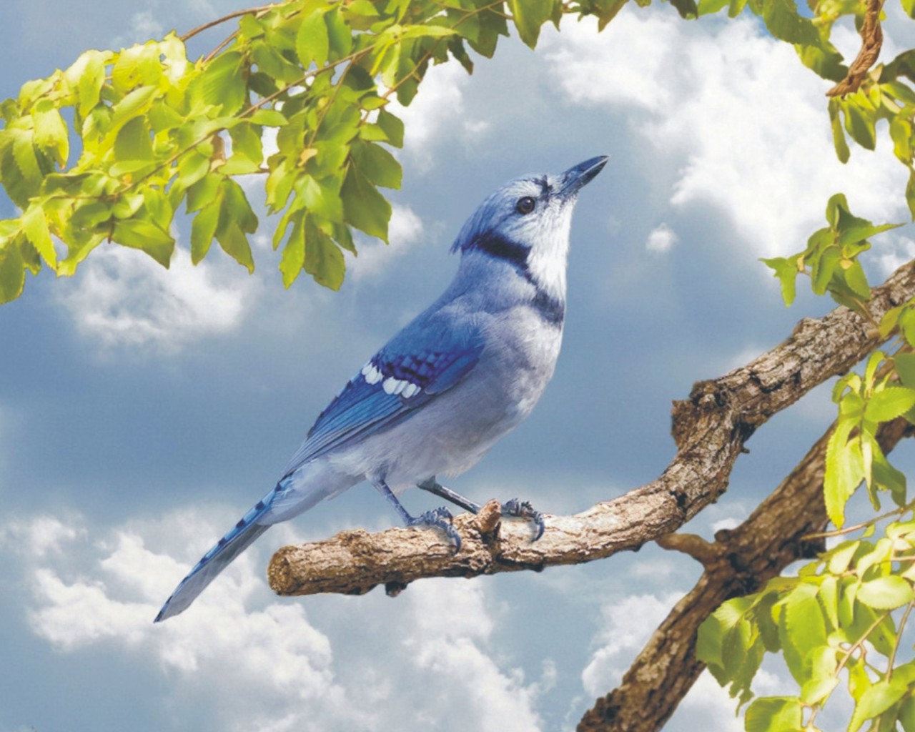 Дерево синей птицы. Стеллерова черноголовая голубая Сойка. Сойка Соловей. Птица на ветке. Птицы на дереве.