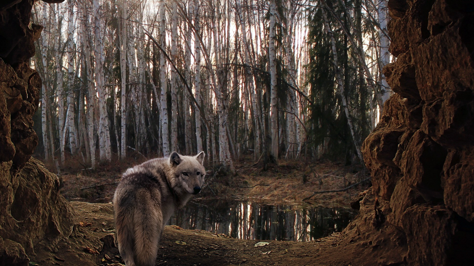 Волк в лесу бесплатно