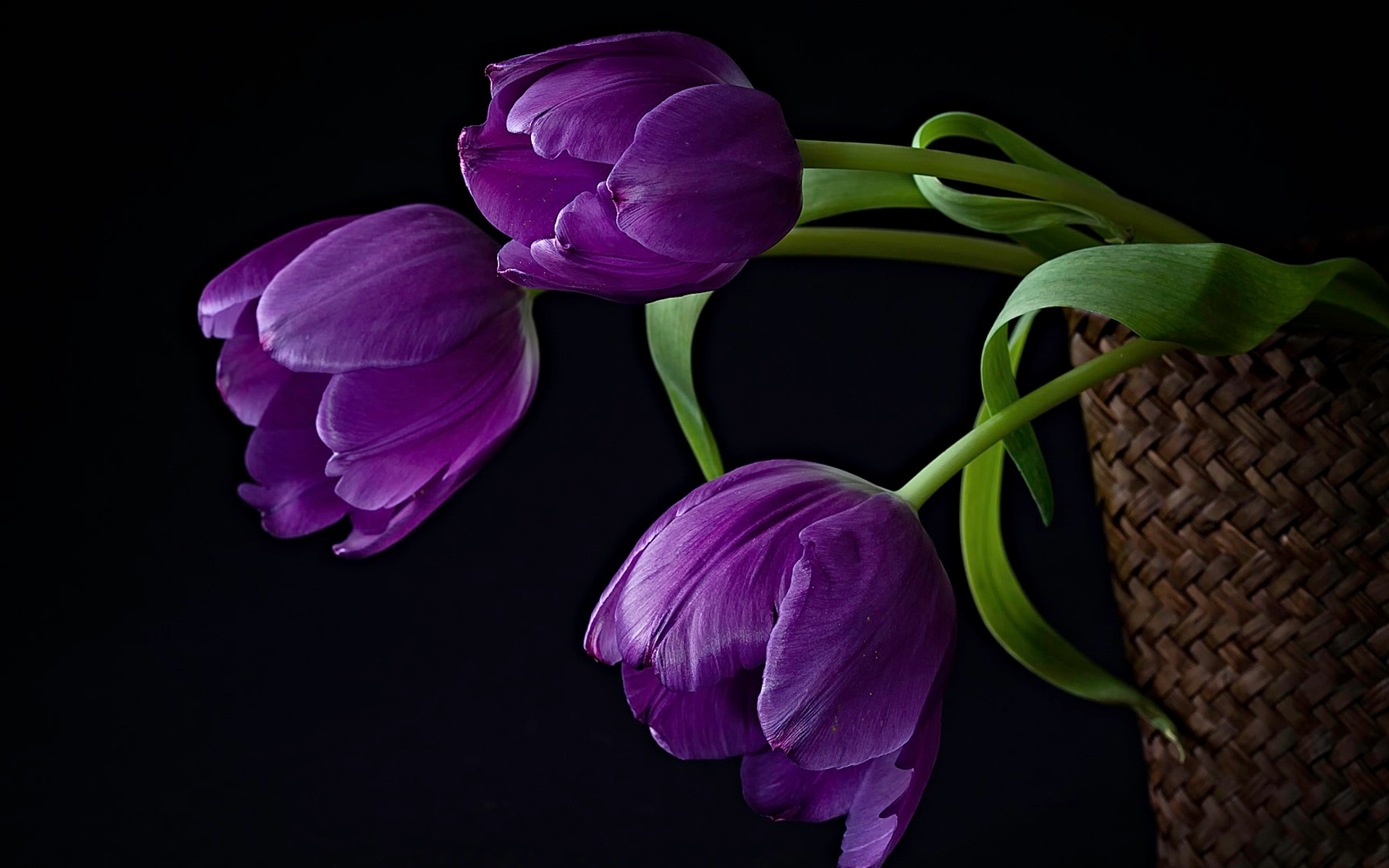 Фиолетовые тюльпаны загрузить
