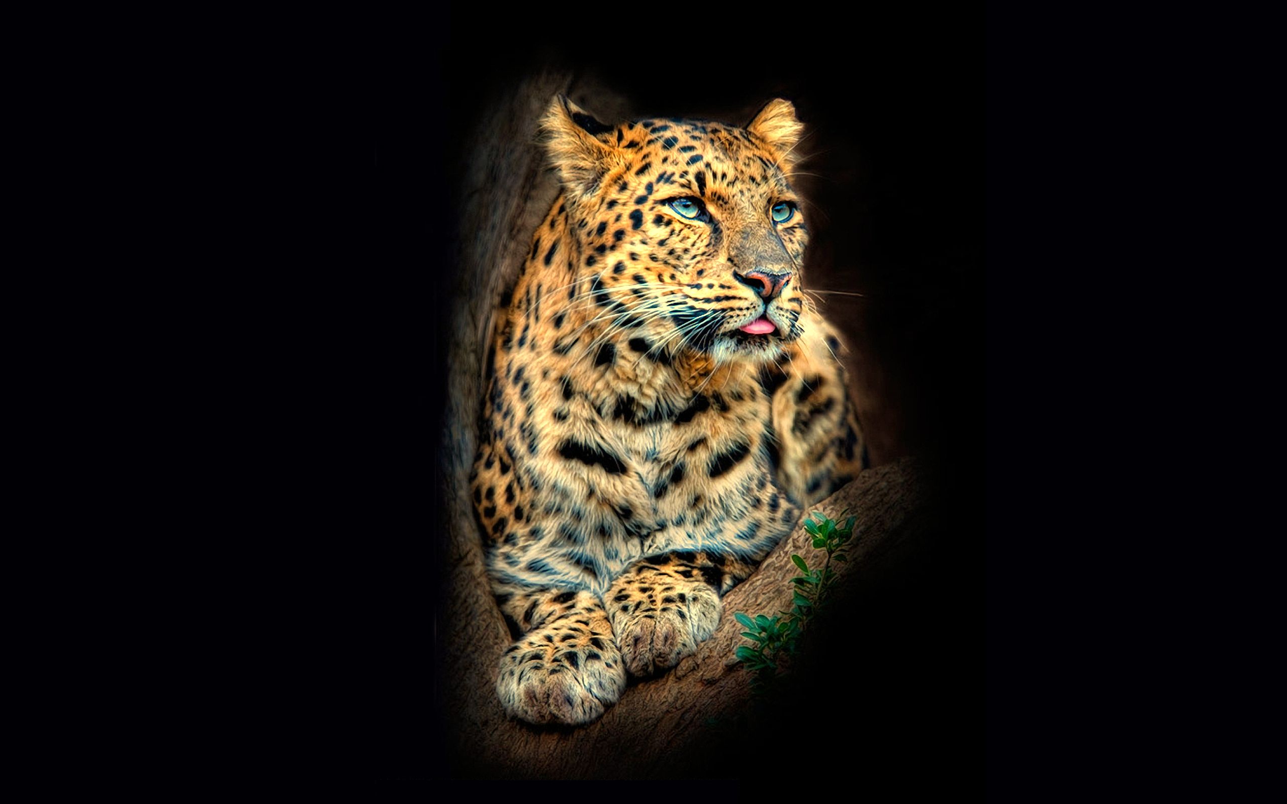черный фон животное леопард без смс
