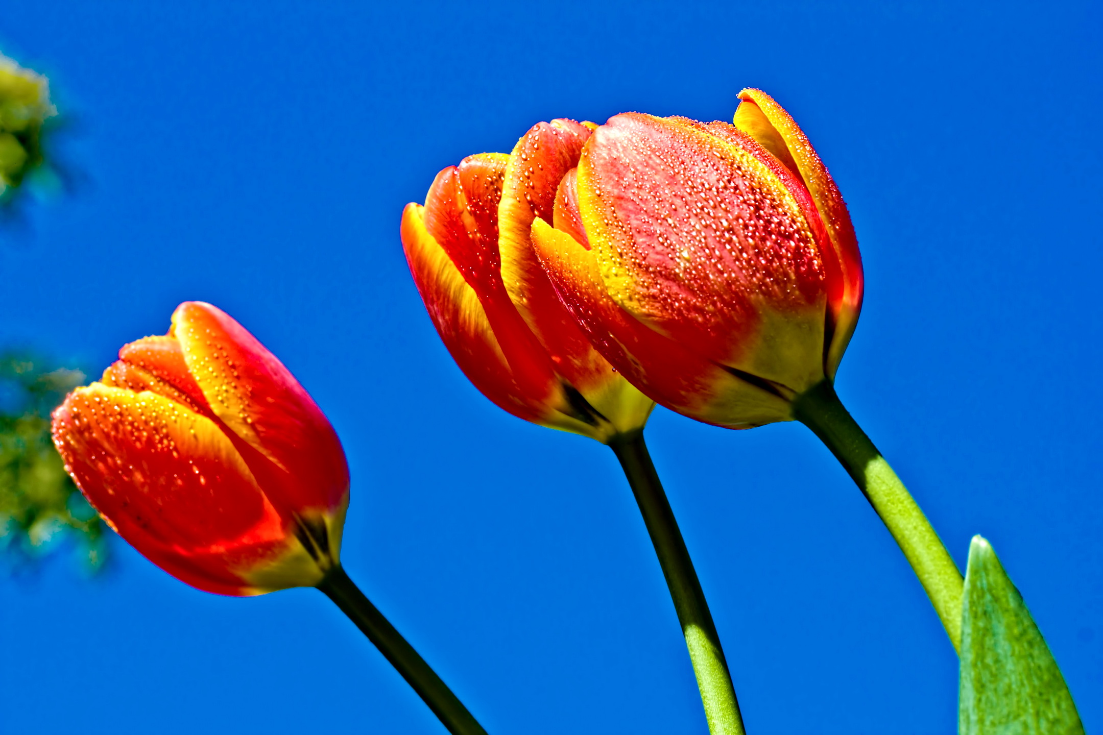 Красные тюльпаны на фоне неба загрузить