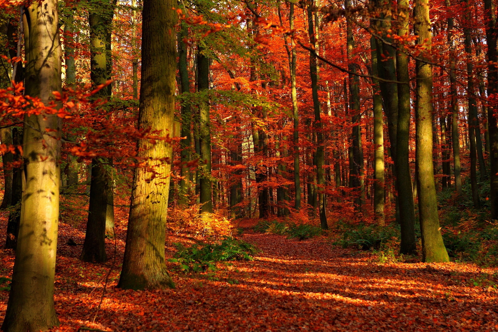 природа деревья осень лес скачать