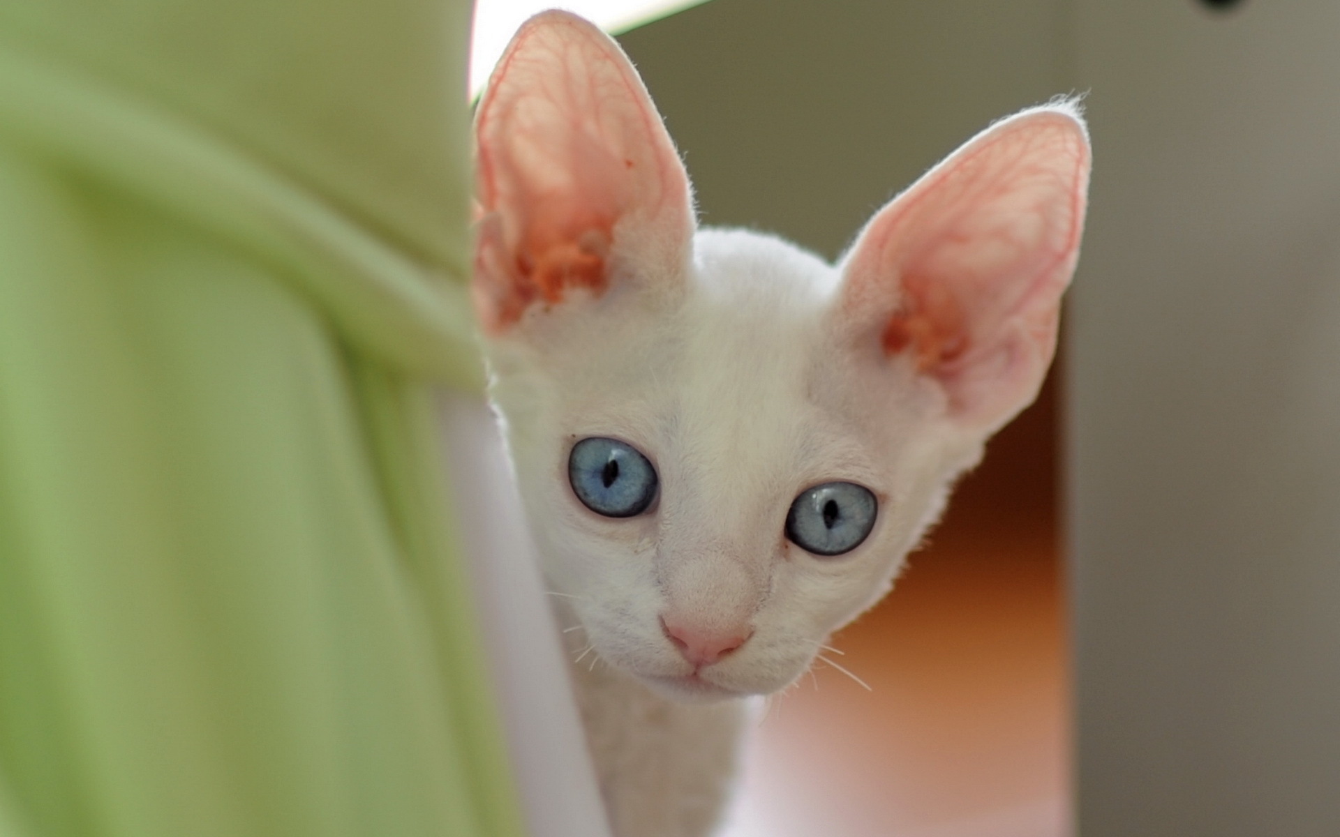 Кот уши глаза без смс