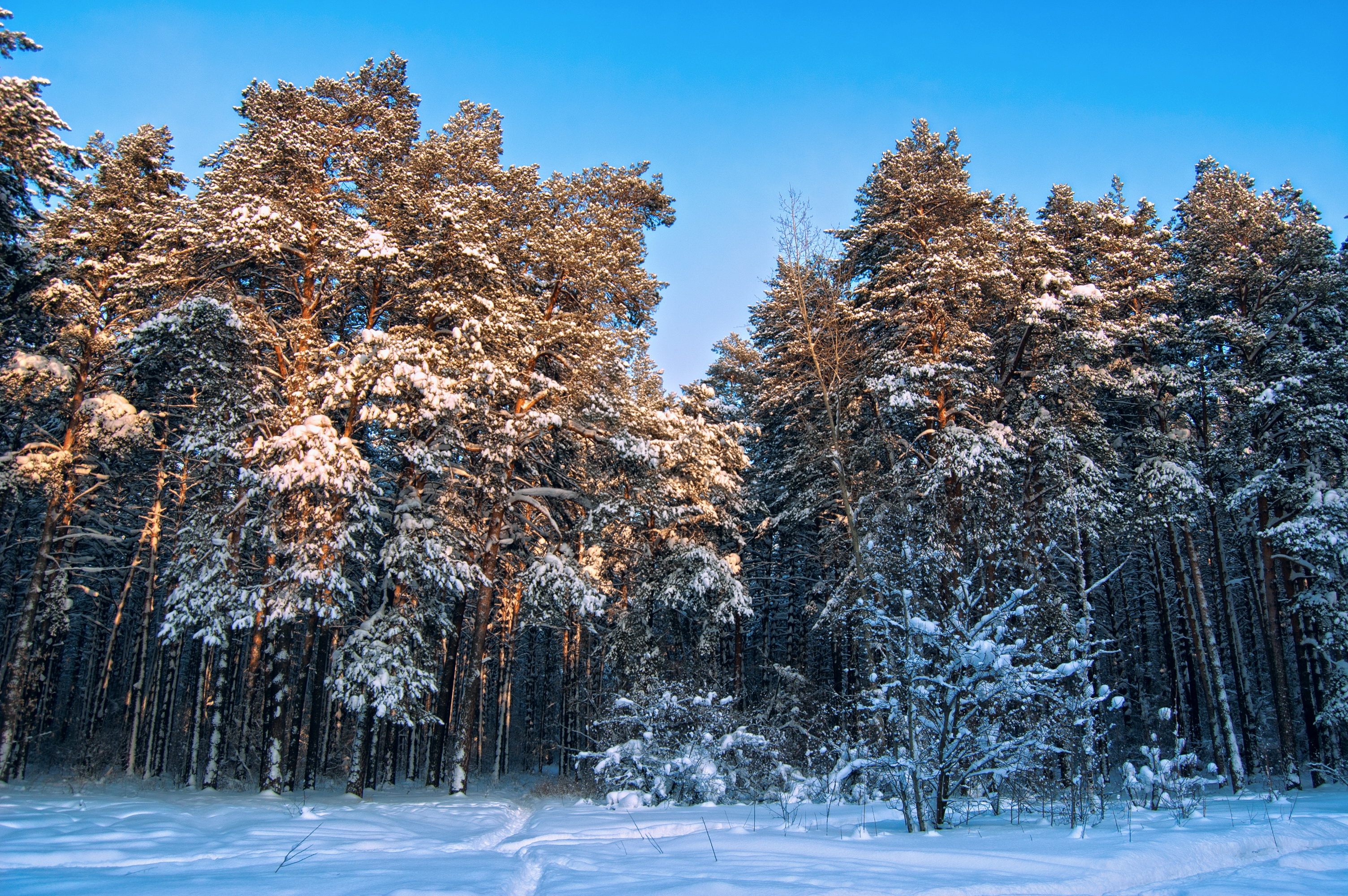 природа снег зима лес деревья без смс