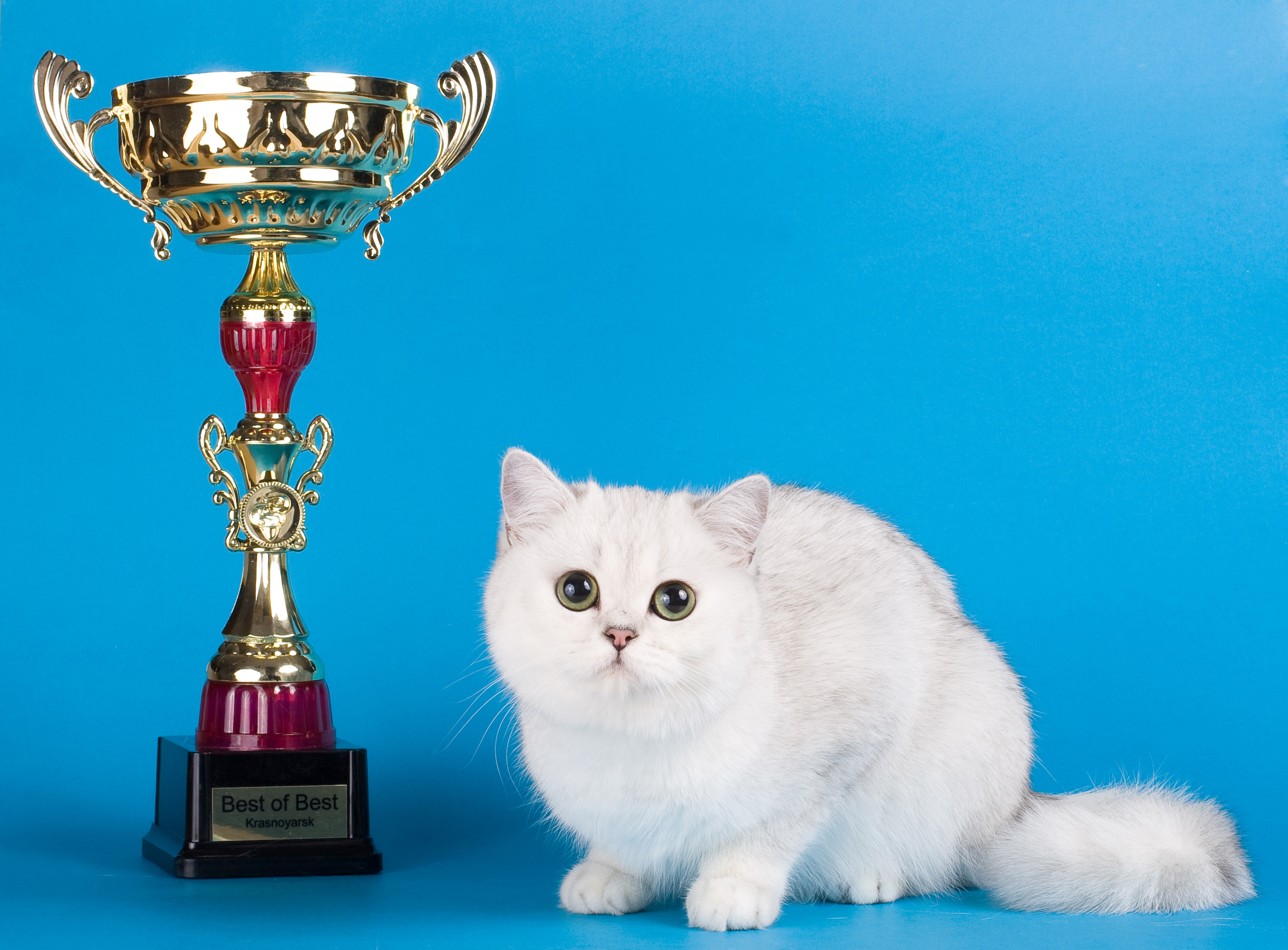Включи кот кубокот школа. Награды для кошек. Котик с медалью. Котенок с Кубком. Кот победитель.