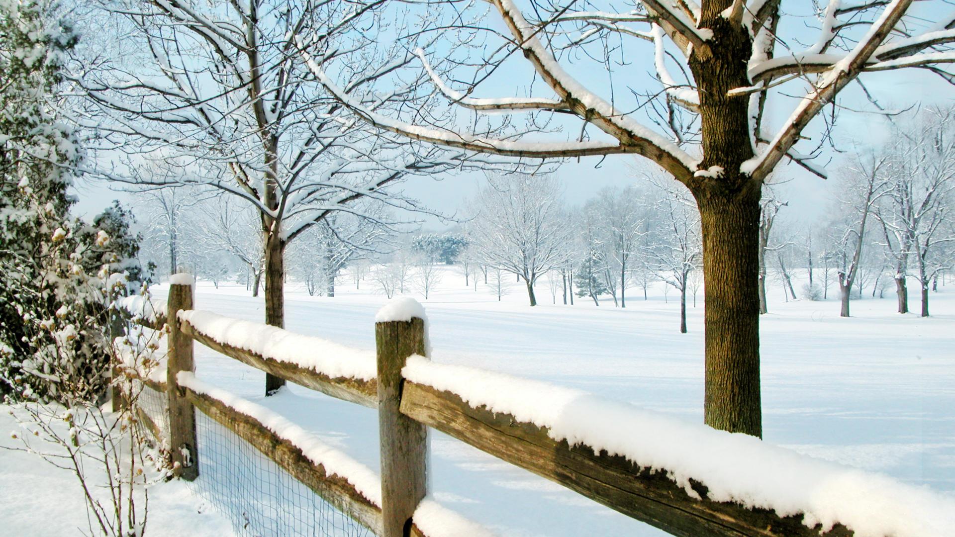 природа ели зима снег забор бесплатно