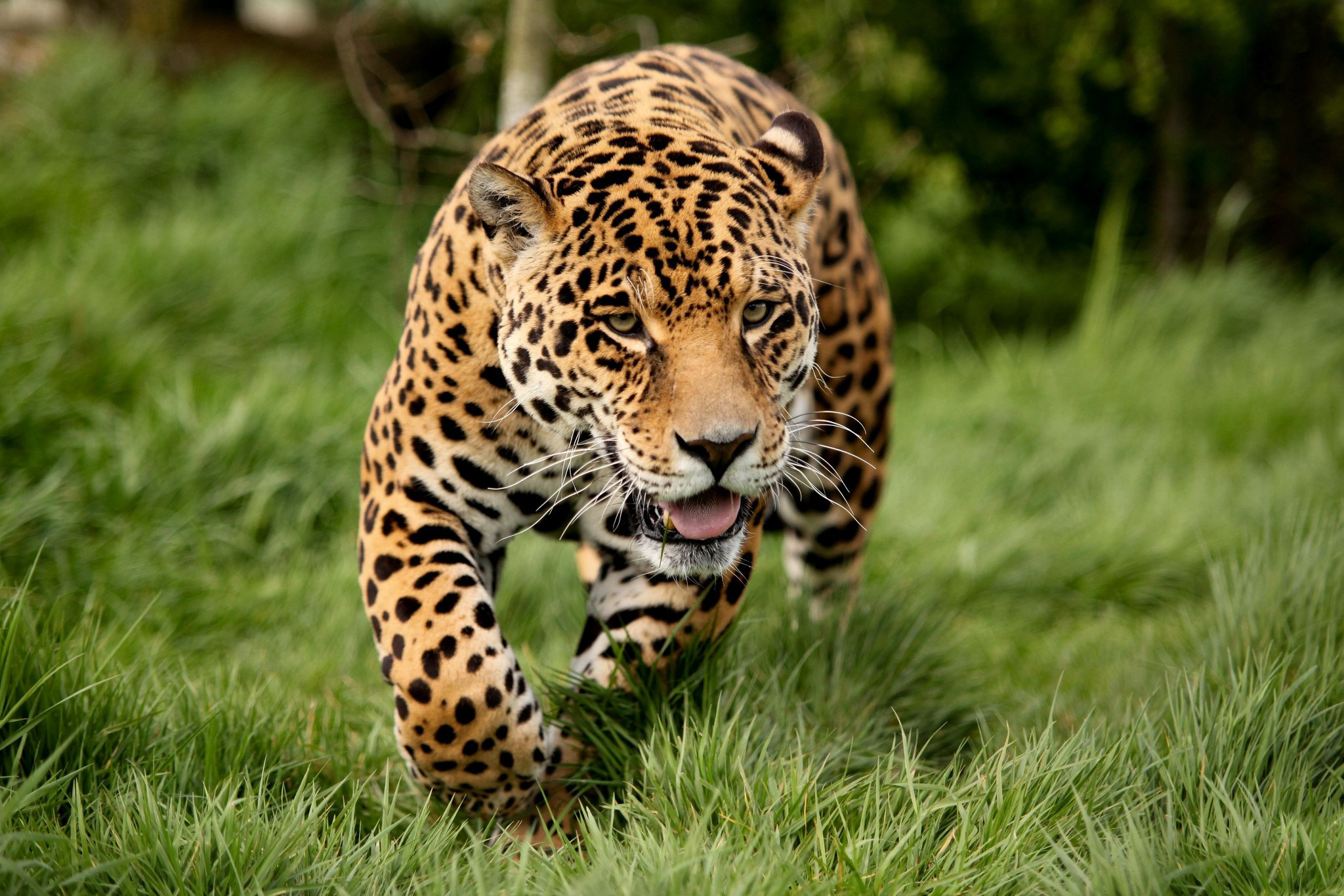 Big jpg image. Ягуар и леопард. Ягуар животное. Красивые животные. Ягуар в природе.