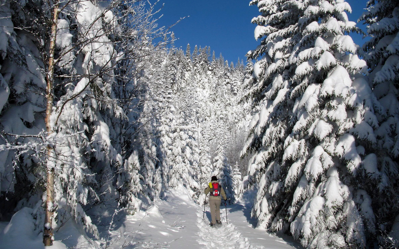 лыжник лес снег зима бесплатно