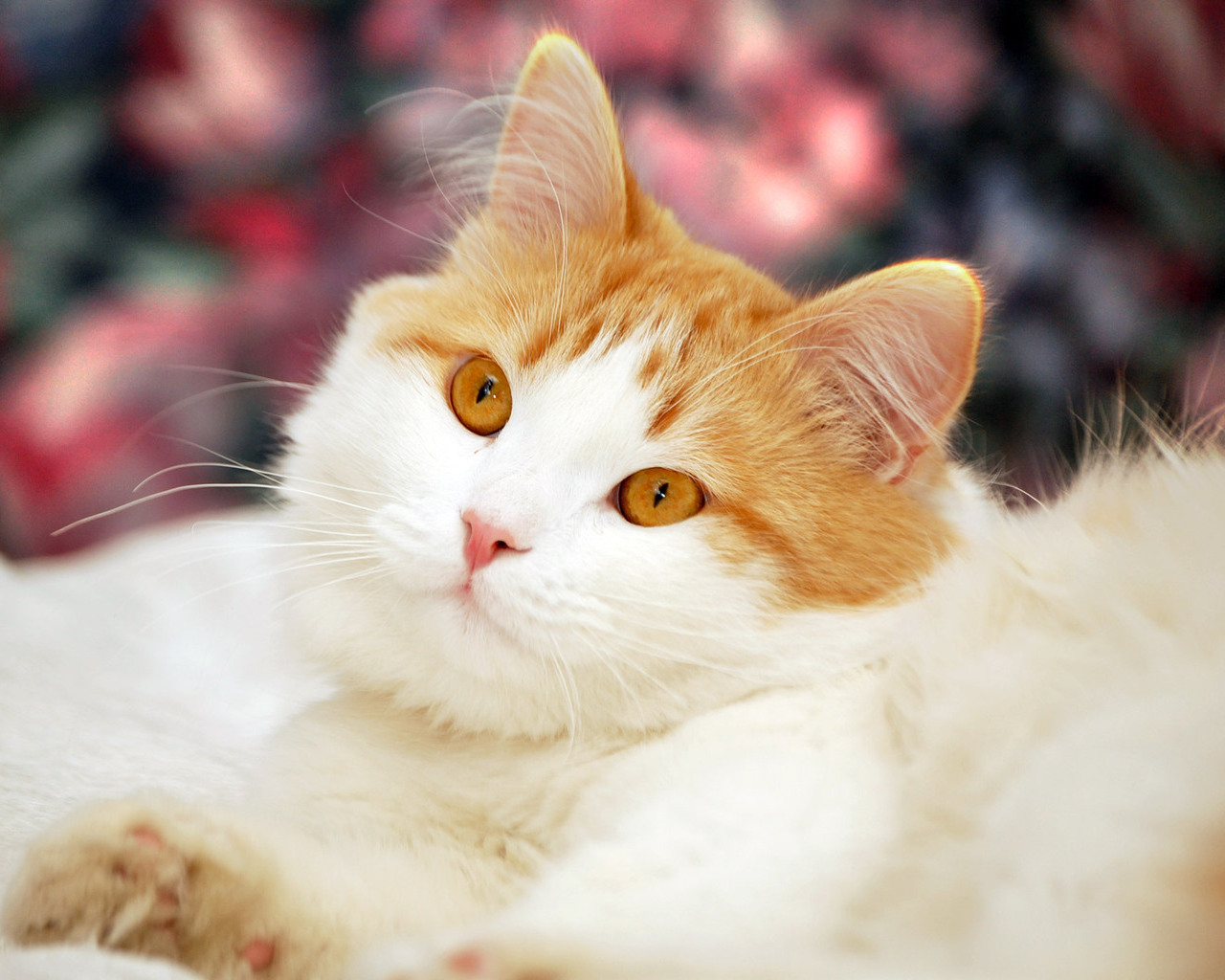 Белый кот с рыжими глазами бесплатно
