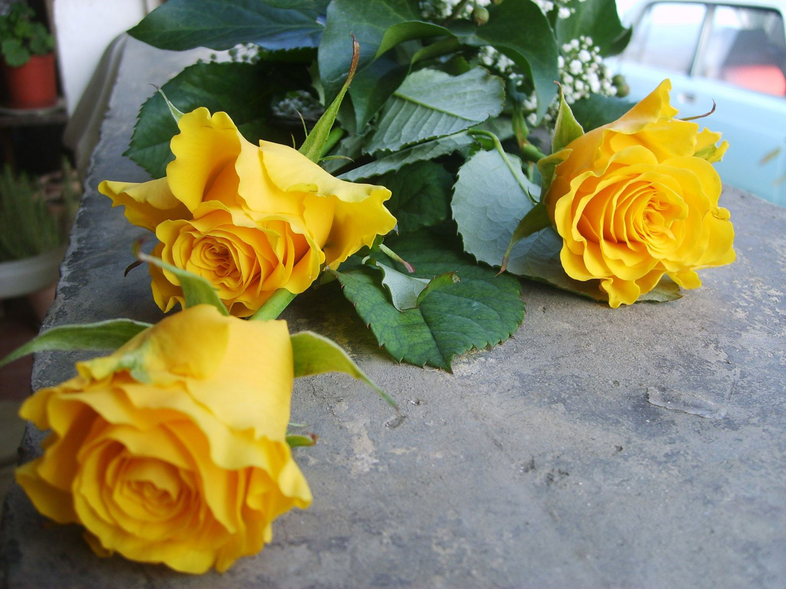 розы, желтые, лепесток, ваза бесплатно