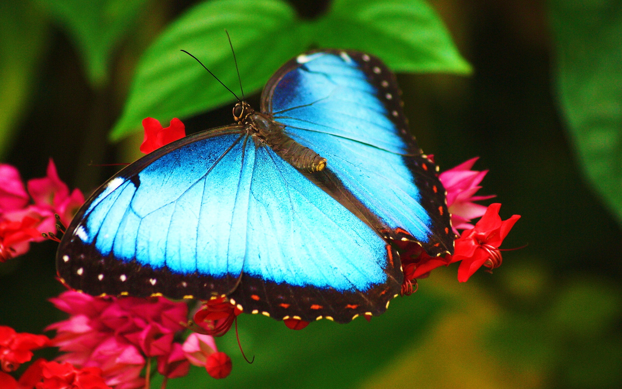 Включи где бабочки. Бабочка Морфо аматонте. Бабочка Морфо Южная Америка. Бабочка Морфо Пелеида.