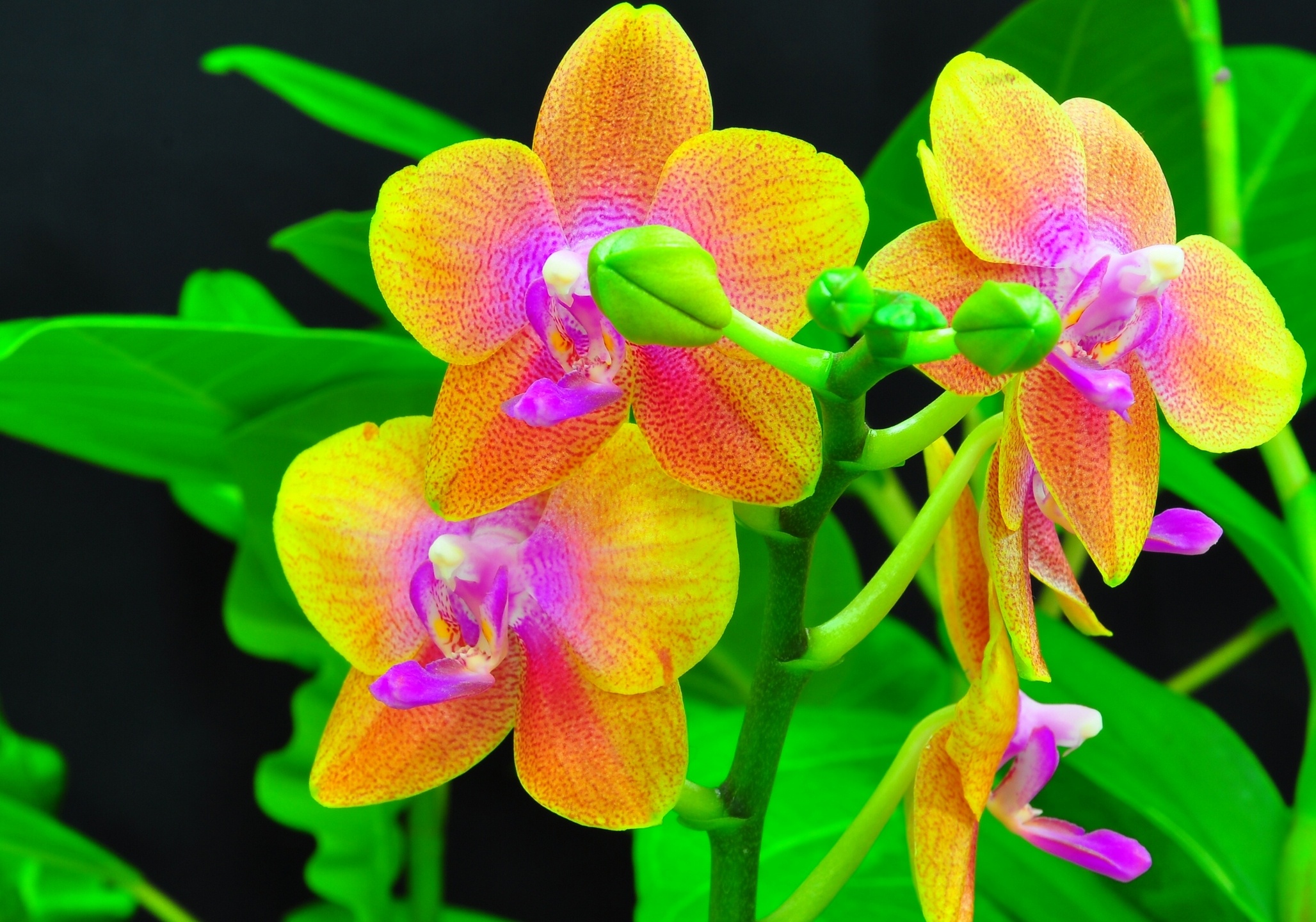 природа цветы желтая орхидея nature flowers yellow Orchid скачать