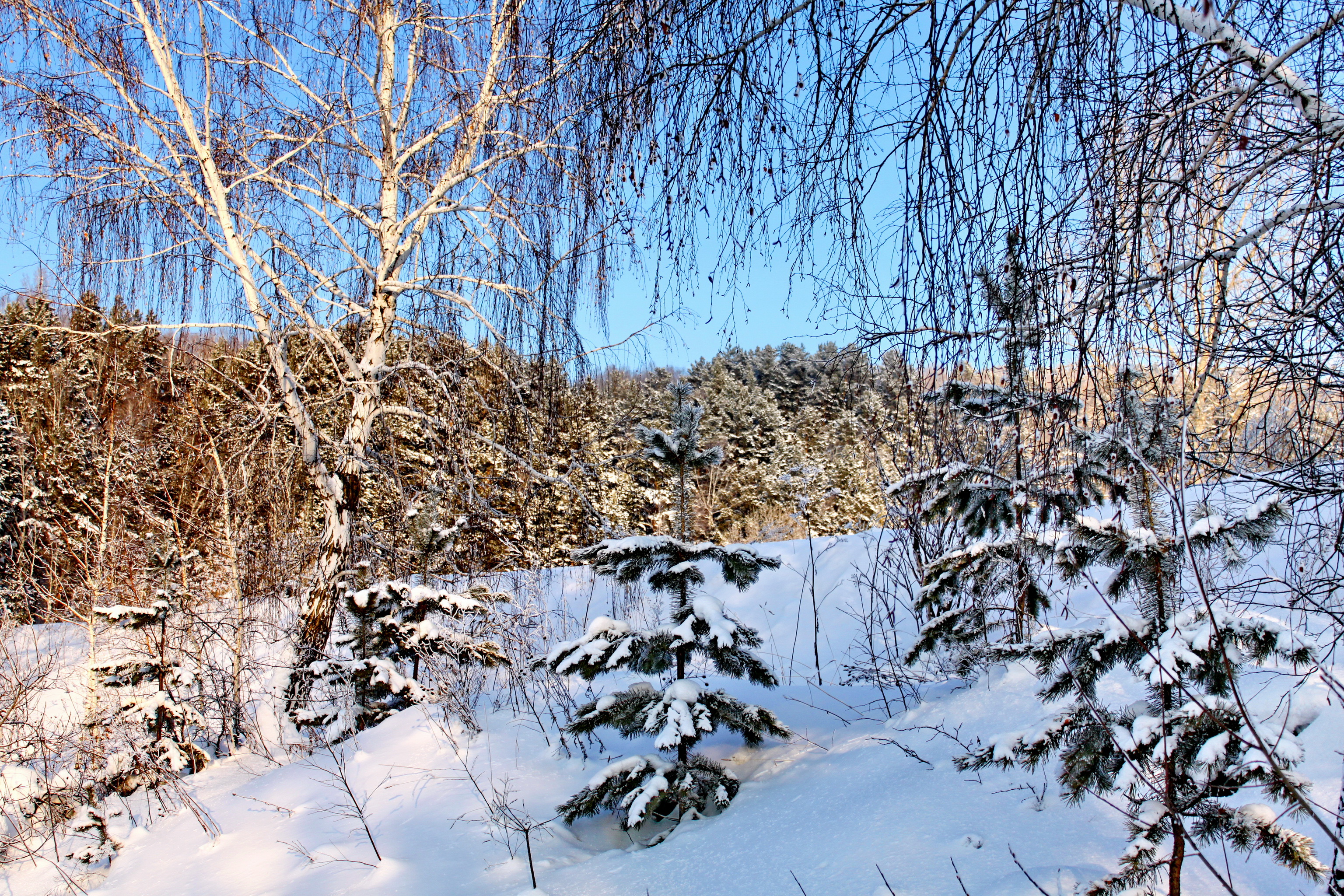 Березы снег деревья зима опушка Birch snow trees winter the edge скачать