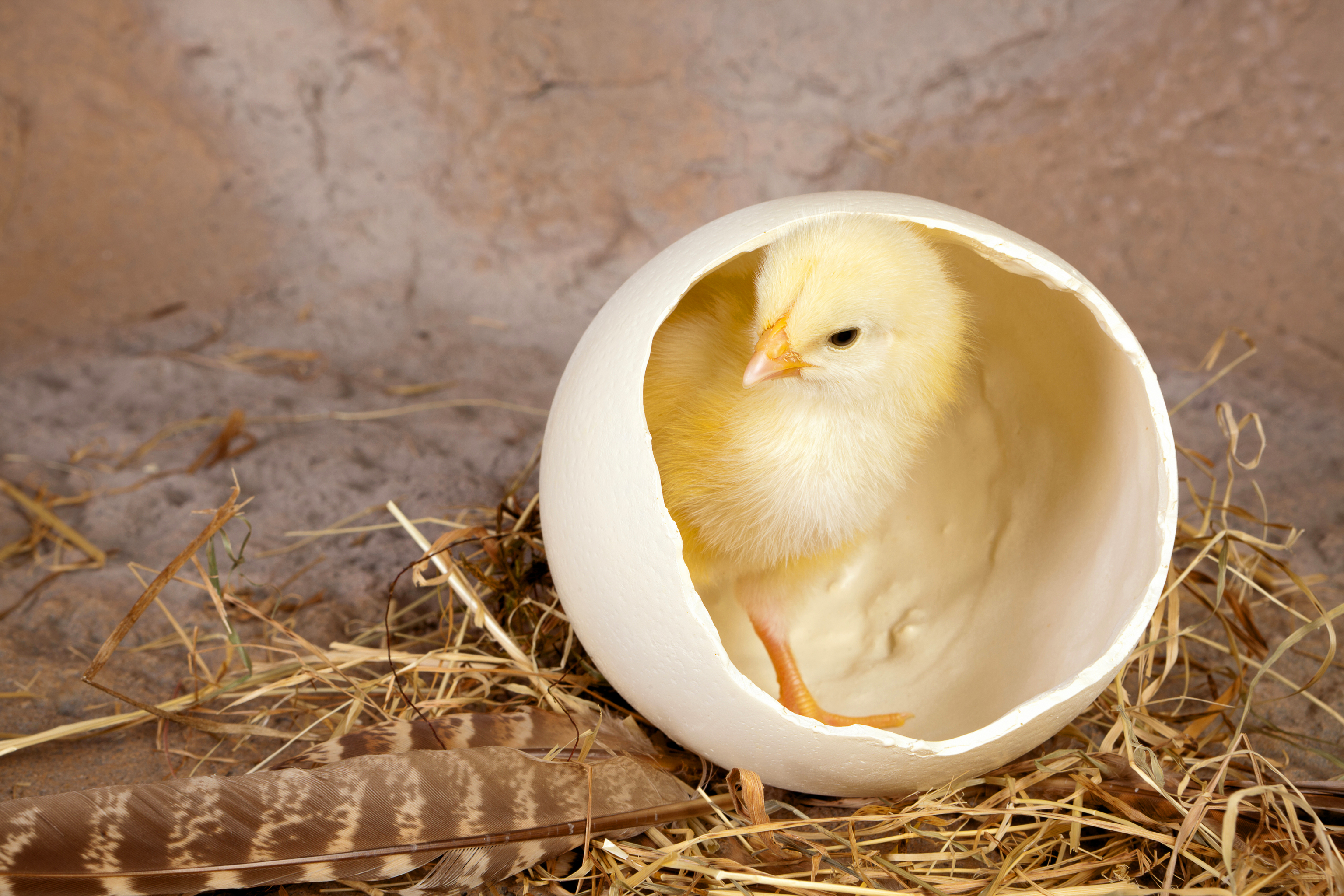 циплята яйца гнездо загрузить