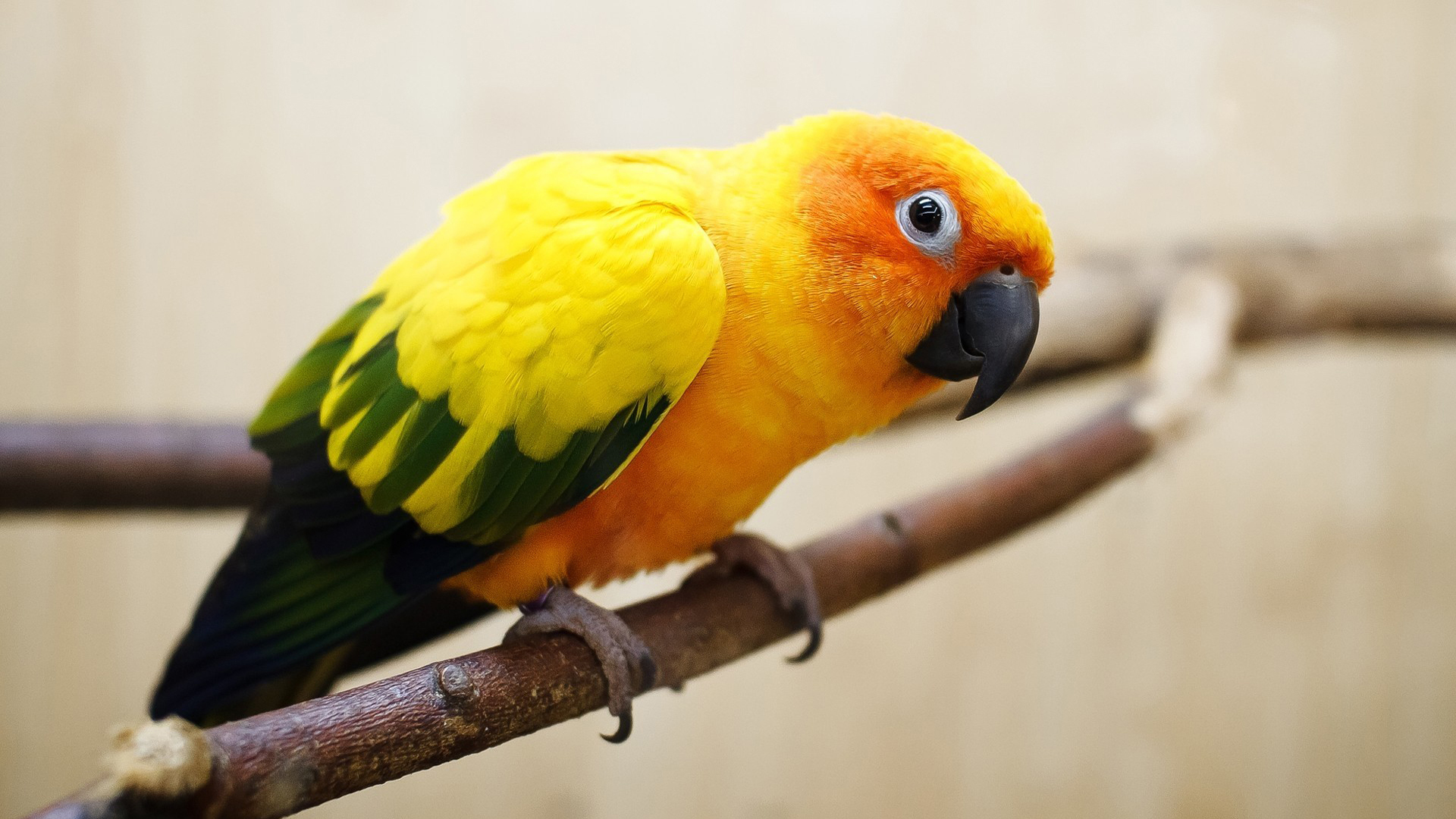 Попугаи желтые без смс