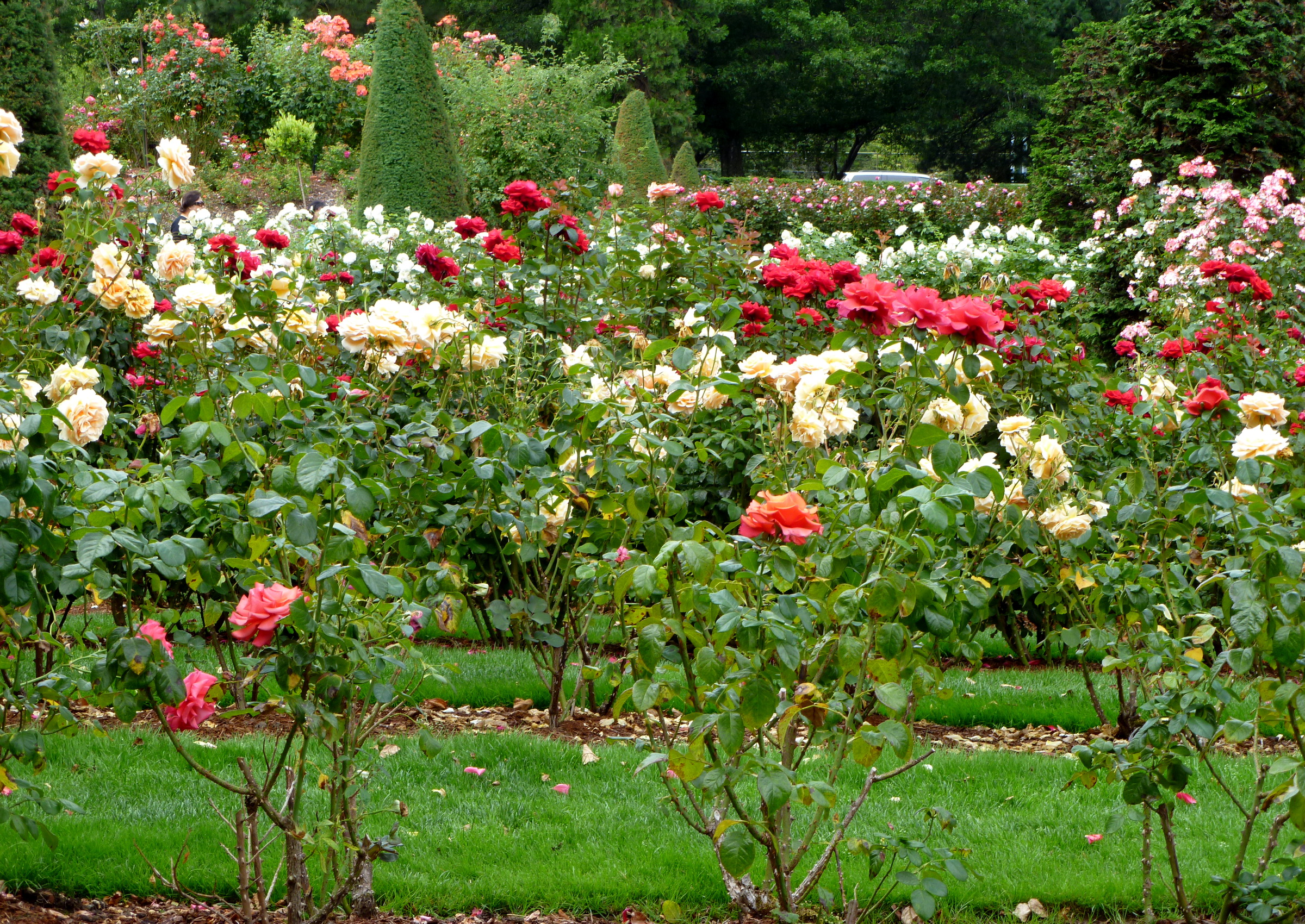 розы кустарные сад бесплатно