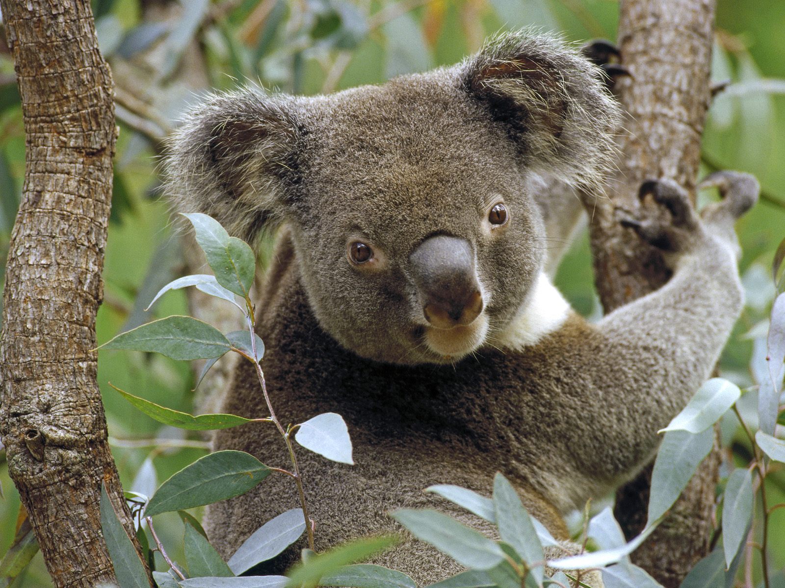 Коала где обитает на каком. Коала на эвкалипте. Сумчатый медведь коала Австралия. Эвкалипт в Австралии с коалой. Кенгуру и коала.