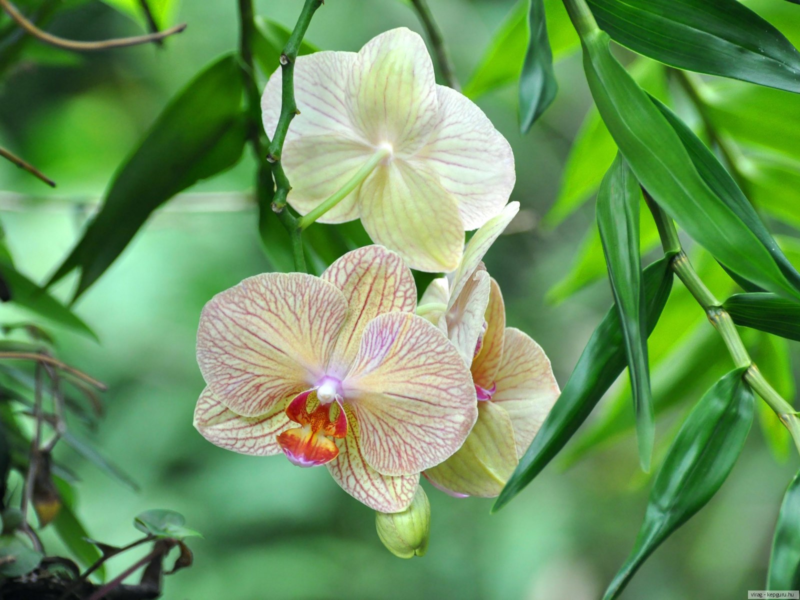 Flowers orchids. Орхидея фаленопсис Ямайка. Фаленопсис Agnes. Орхидея Голден Пикси. Орхидея остролистная.