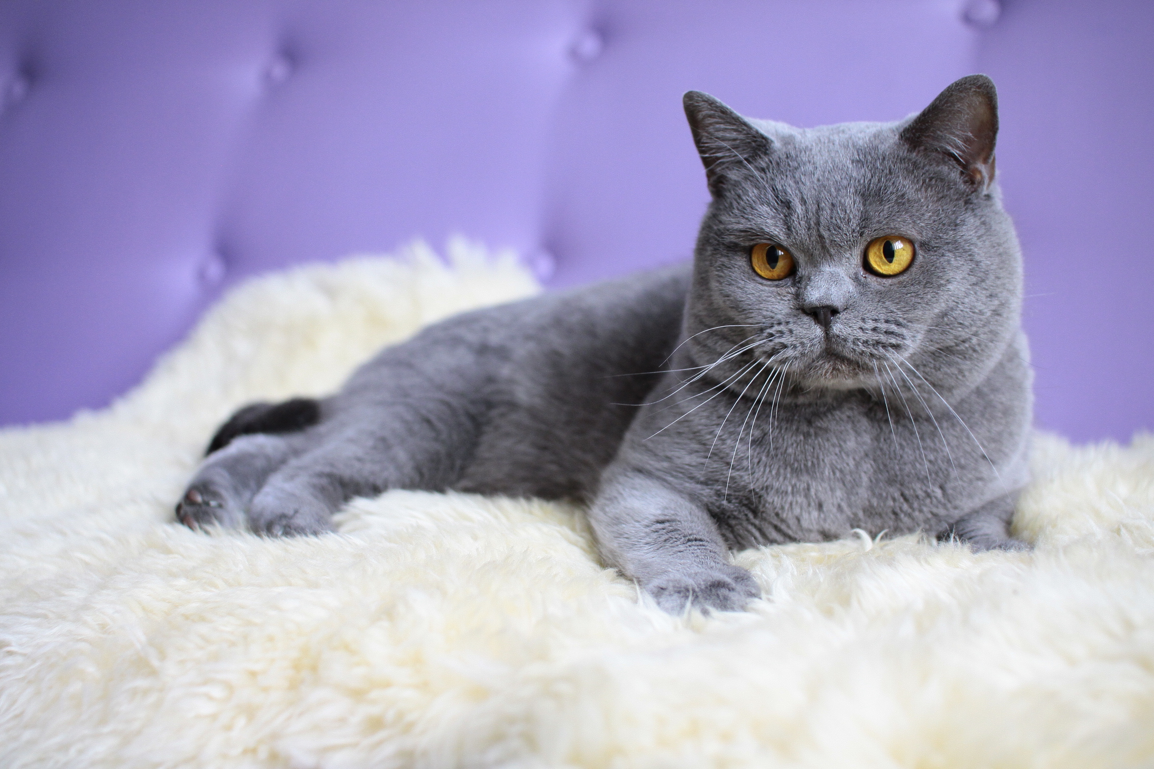 Фотографии породы британских кошек. Британская короткошёрстная кошка. Британская кошка короткошерстная серая. Британская короткошёрстная кошка голубая. Порода Бритиш Шортхэйр.