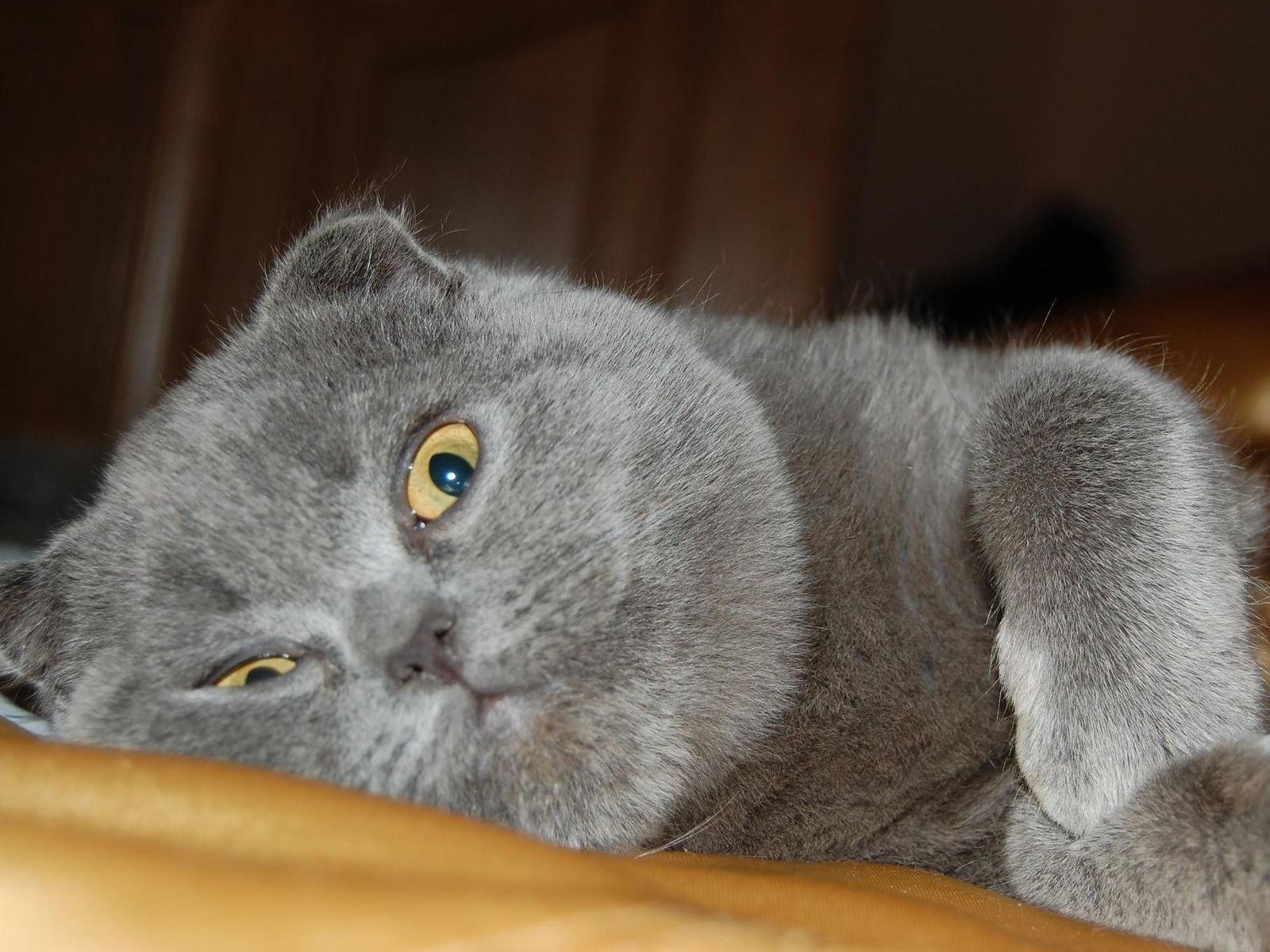 Pin on Scottish fold Cute cats, Beautiful cats, British shorthair cats