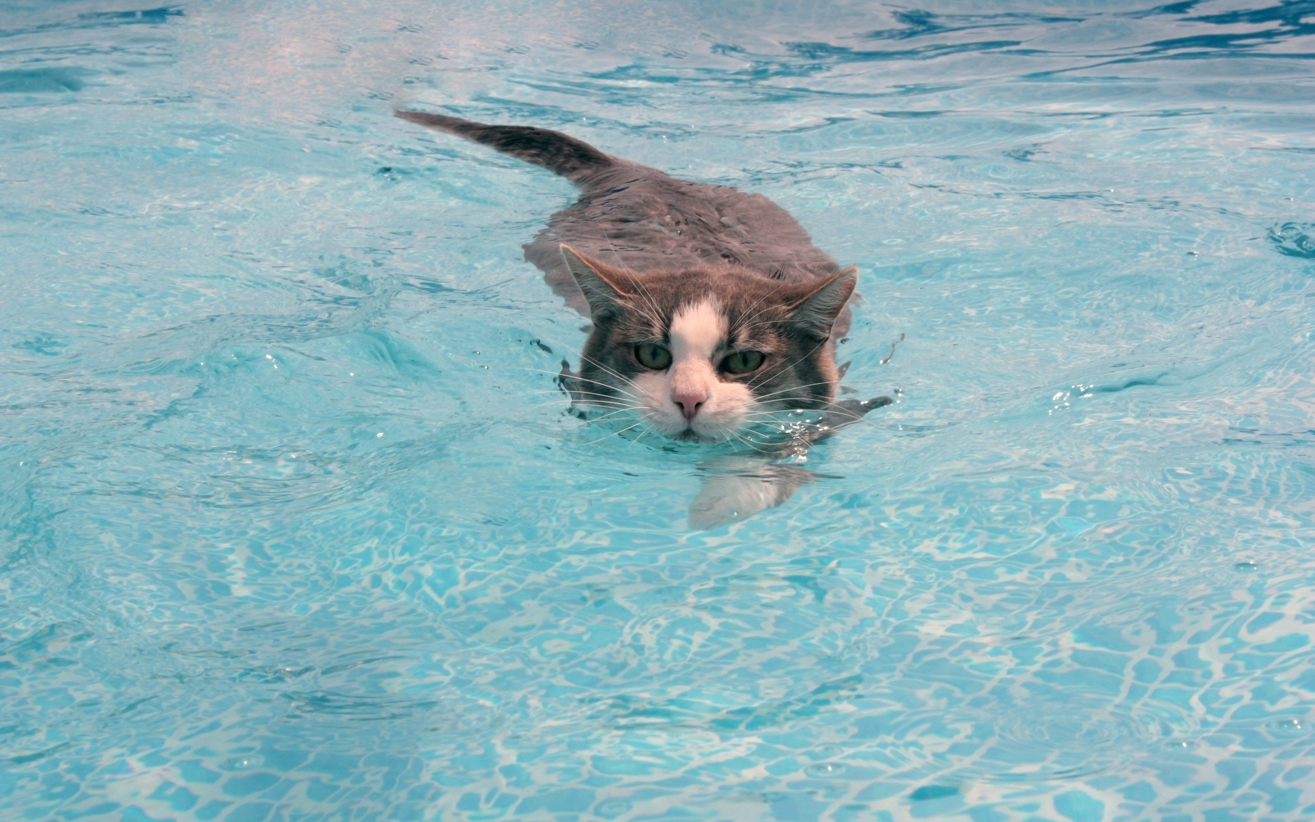 Животные купаются. Котик в воде. Кошка в бассейне. Коты плавают. Кот плывет.