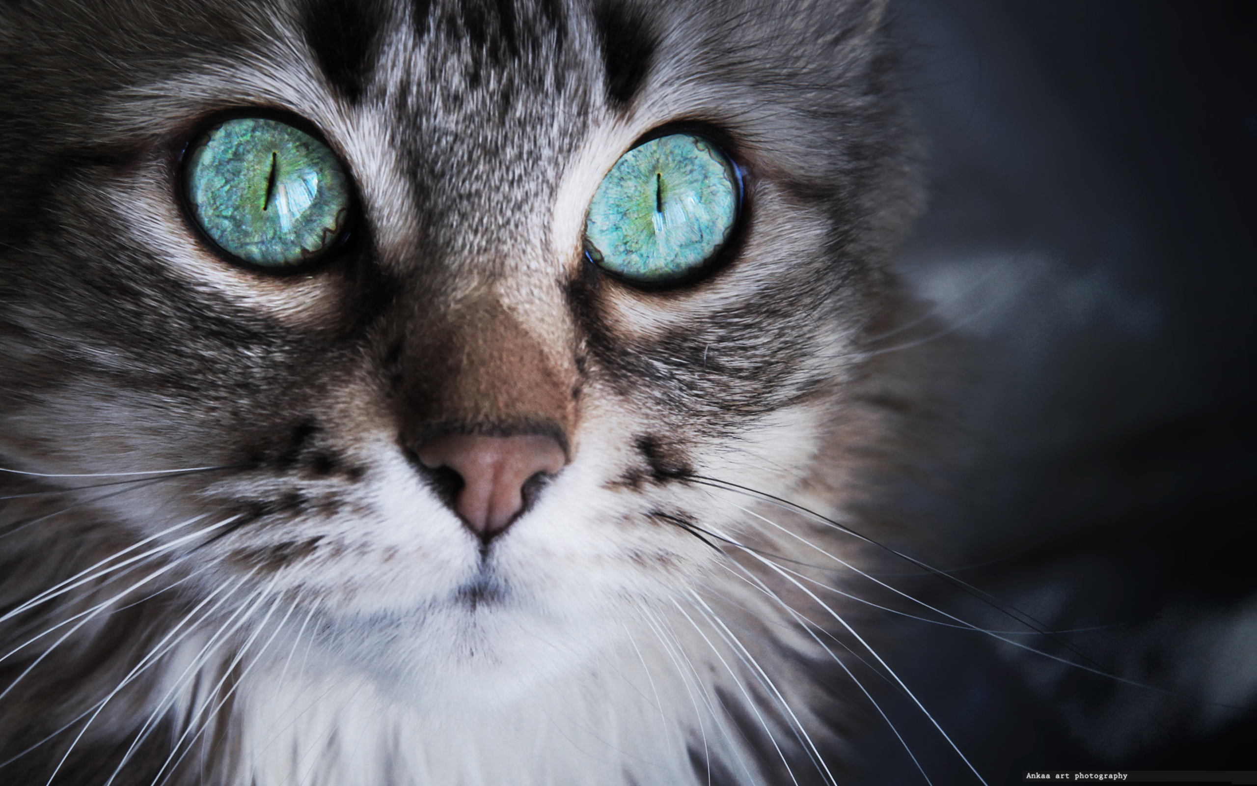 Фото на аву кошки. Красивые кошки. Красивые кошачьи глаза. Котик с бирюзовыми глазами. Коты с бирюзовыми глазами.