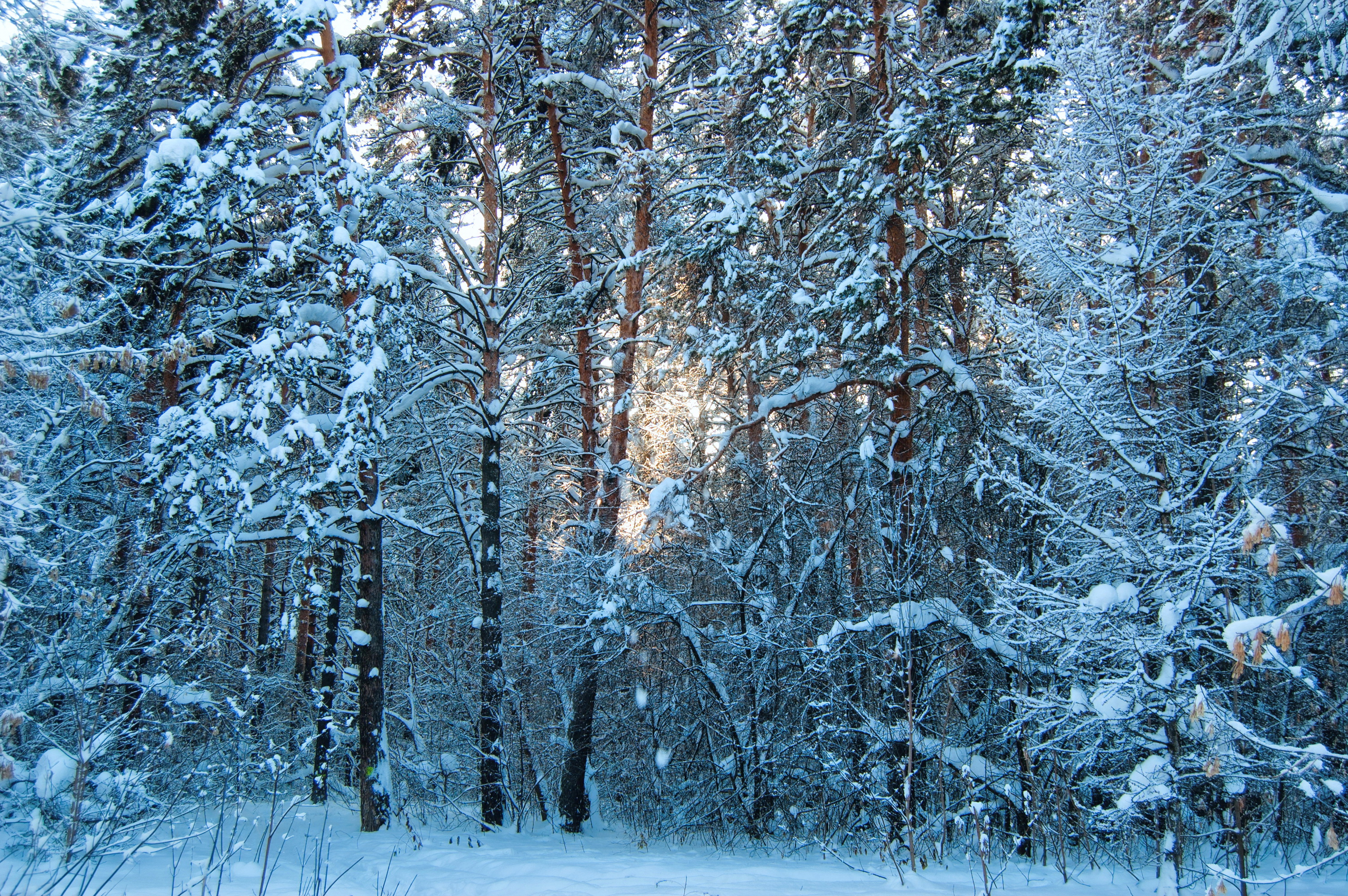 природа зима снег деревья nature winter snow trees скачать