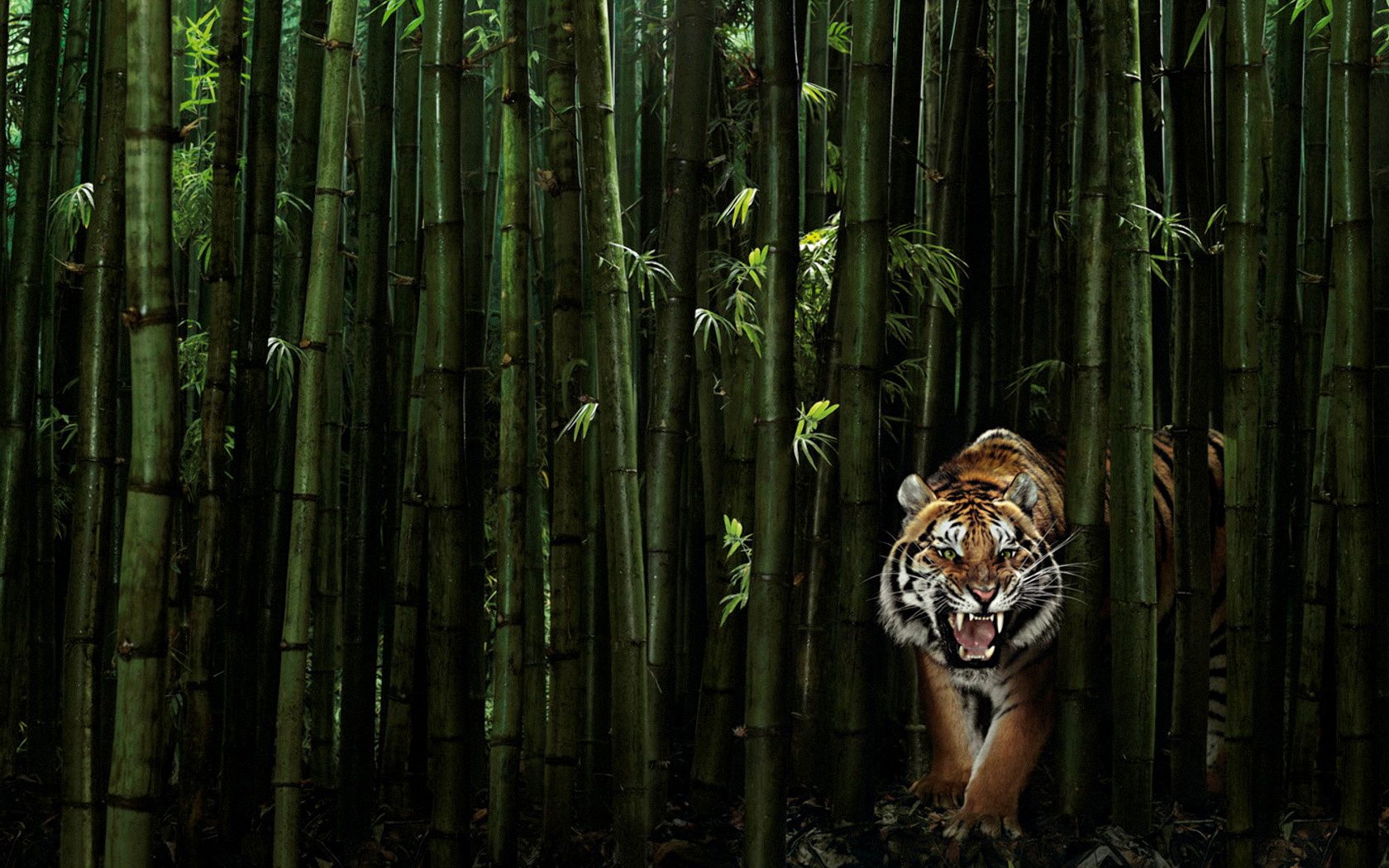 тигр лес без смс