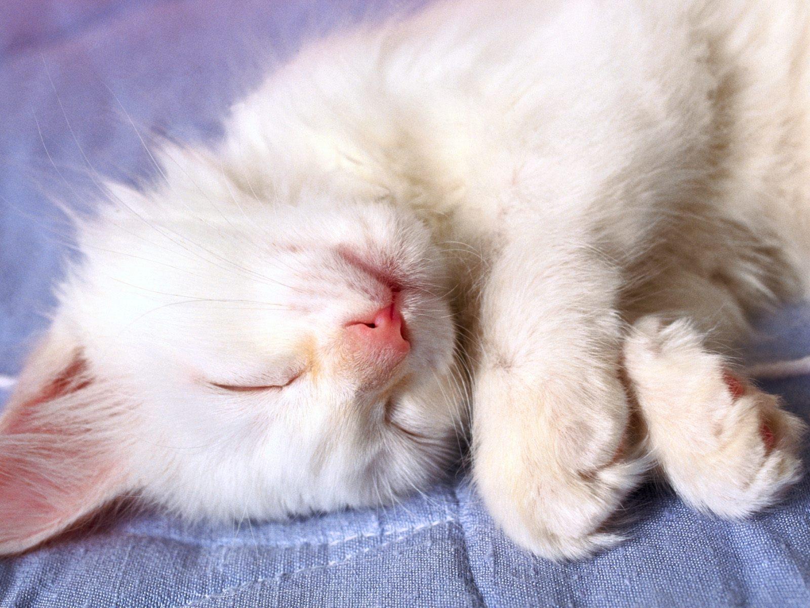 кошка сонная белая без смс