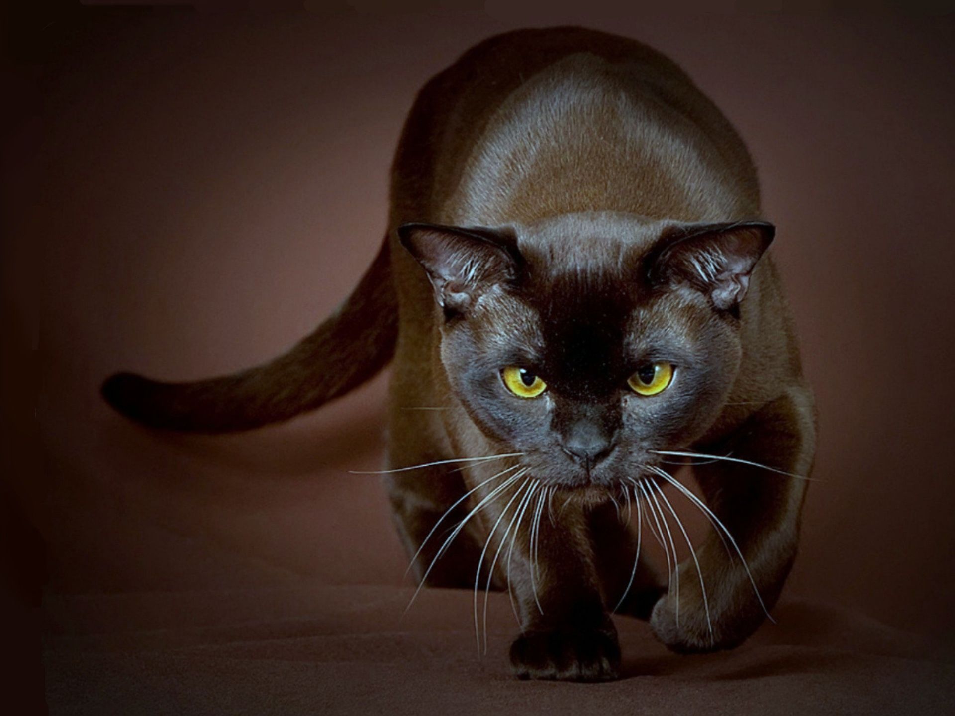 Кот черно шоколадный. Бурма кошка. Бурманская короткошерстная кошка. Бурманская кошка европейская. Шоколадная кошка порода Бурманская.