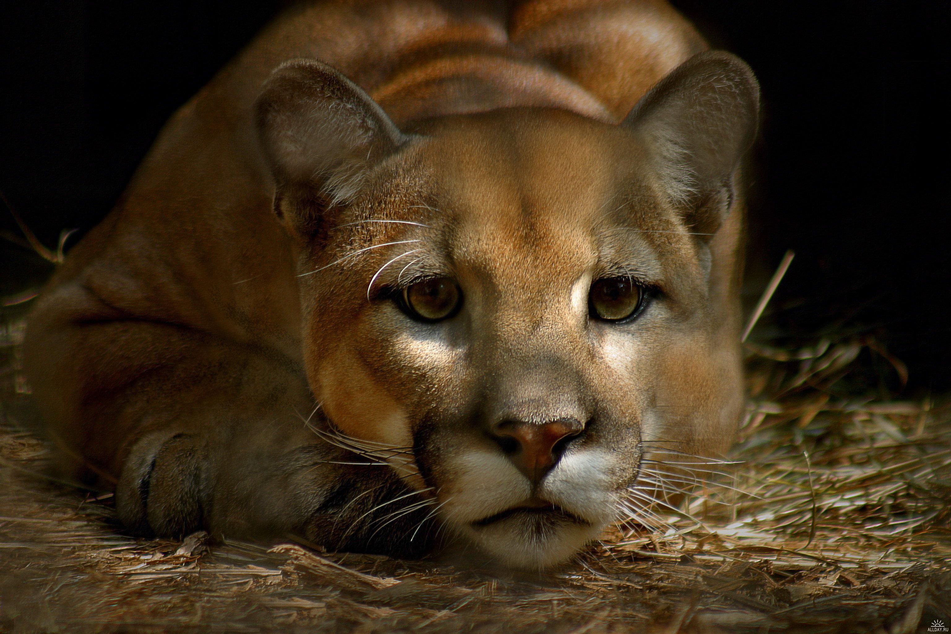 природа животные пума nature animals Puma без смс