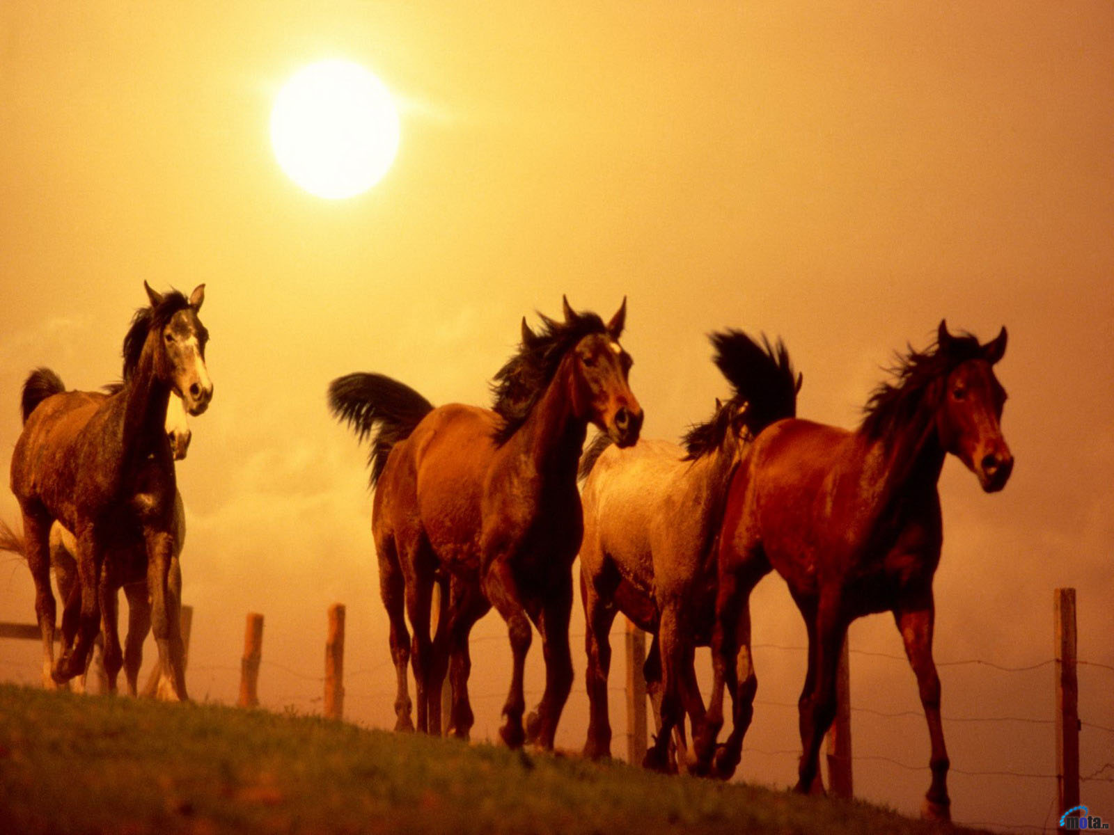 Стадо лошадей на закате без смс