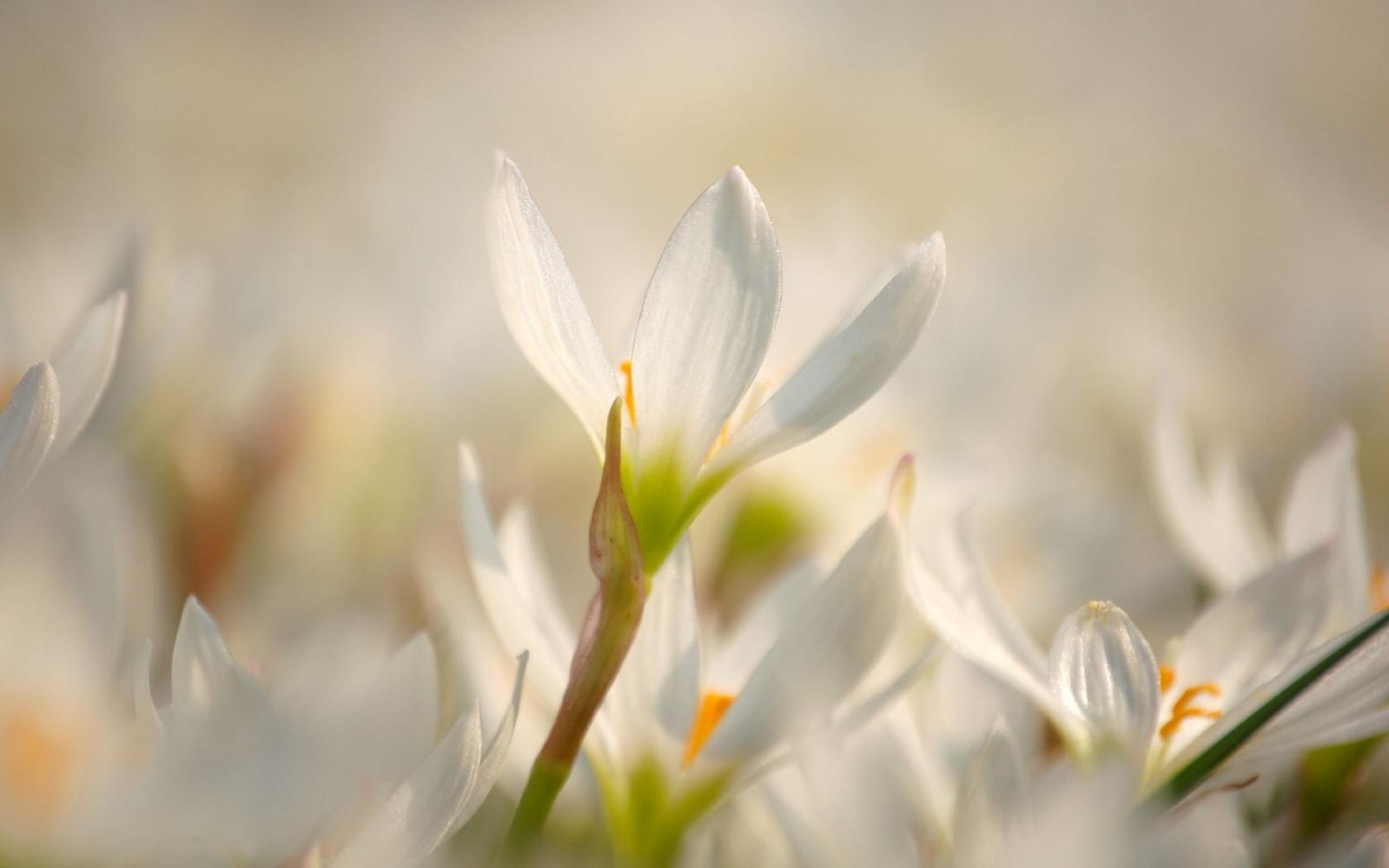 природа цветы белые подснежники трава бесплатно