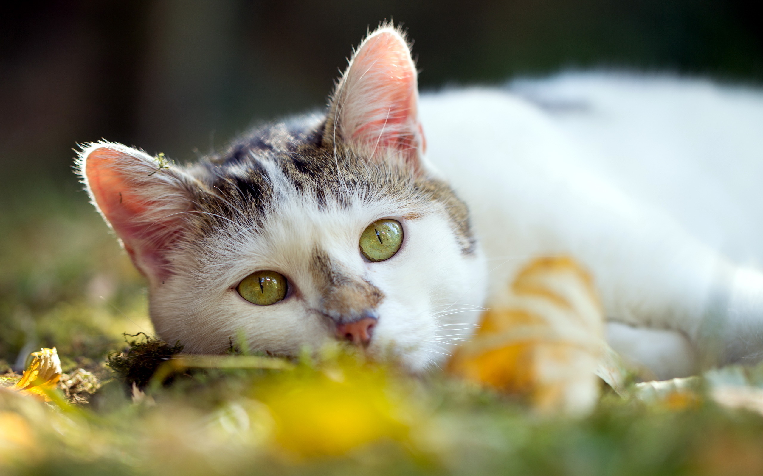 природа животные кот природа осень листья скачать
