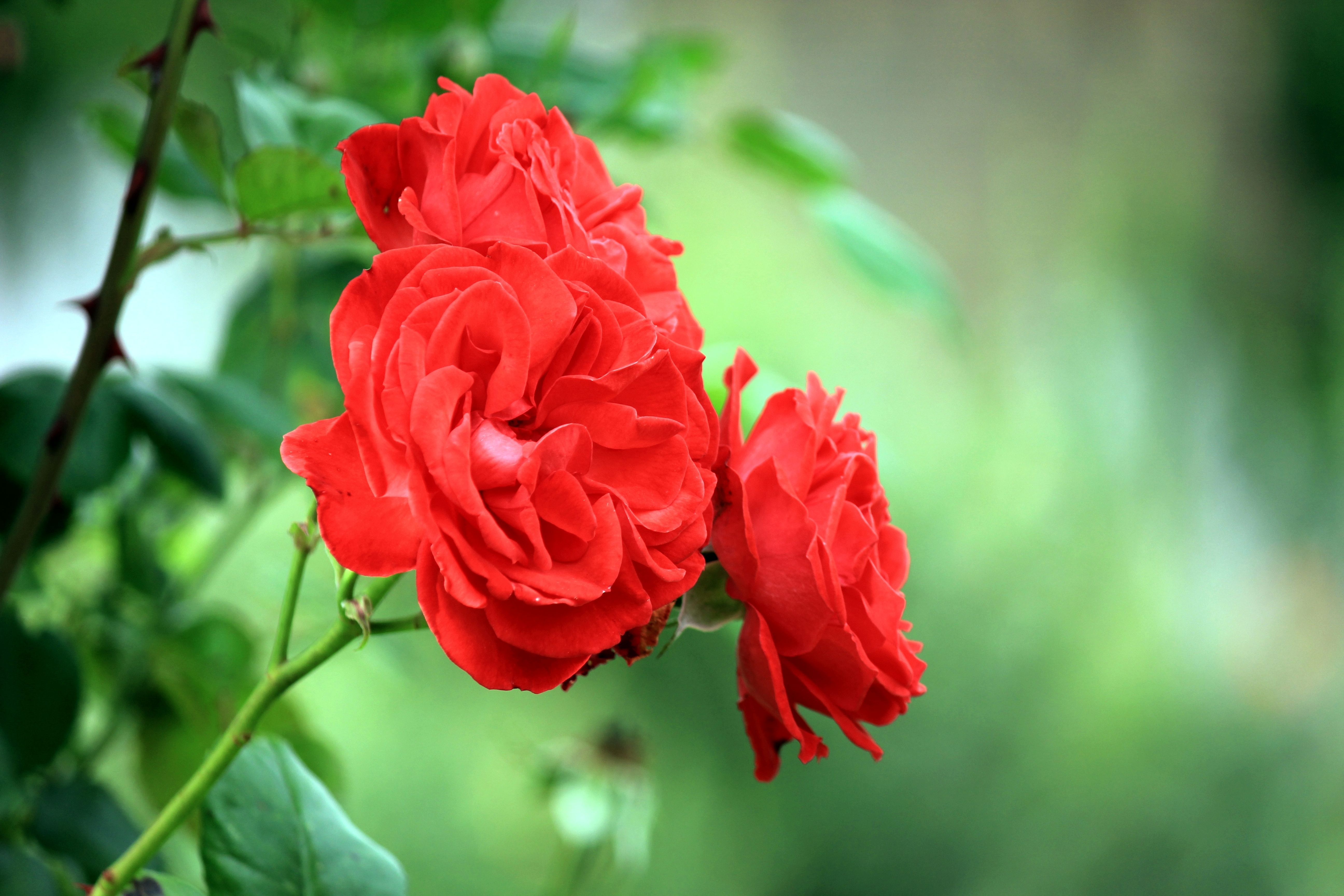 природа цветы красная роза бесплатно