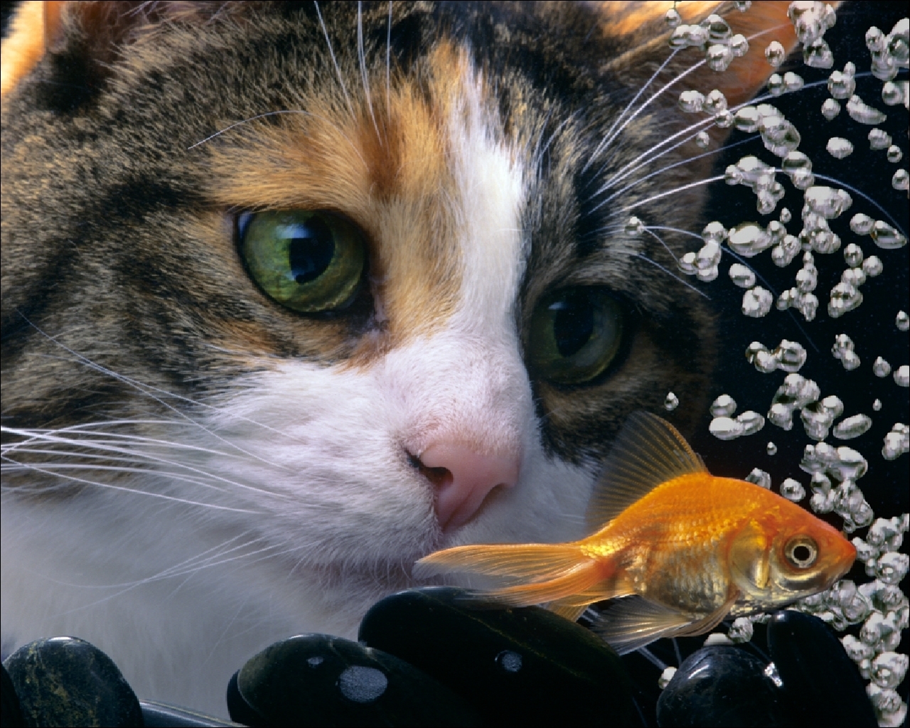 Рыбка съедает другую рыбку. Кот с рыбой. Рыбки для кошек. Кот и Золотая рыбка. Котик с рыбкой.