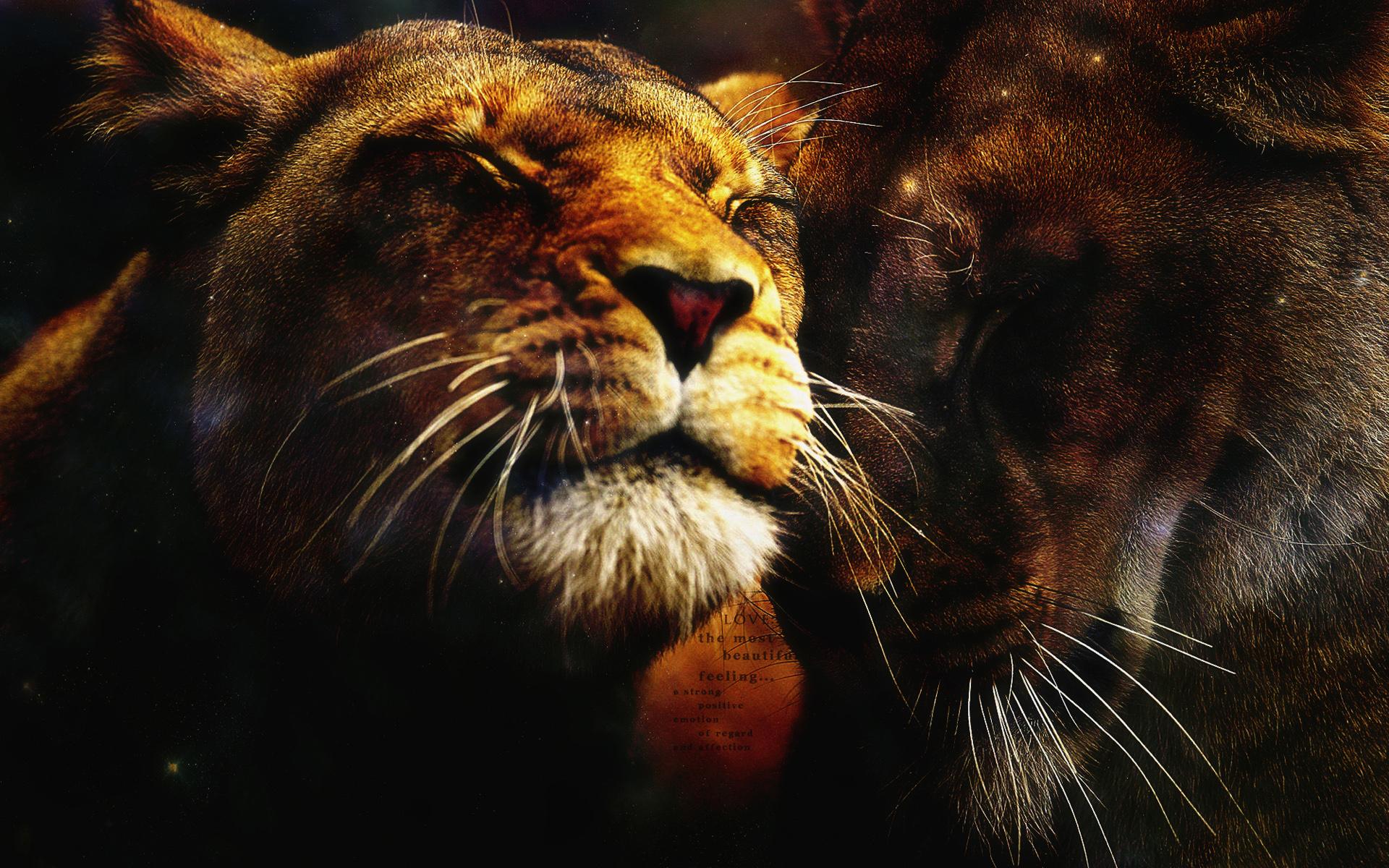 Любовь, львы скачать