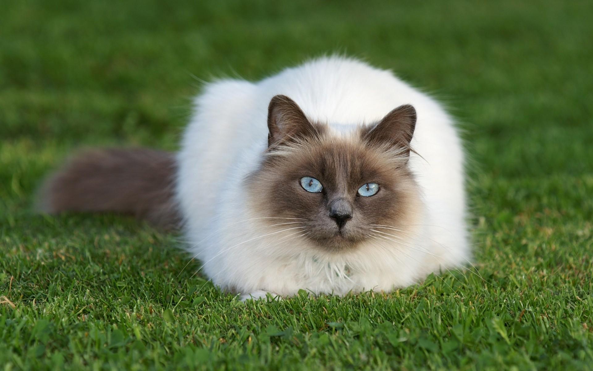 природа животные кот глаза сиамский nature animals cat eyes Siamese без смс