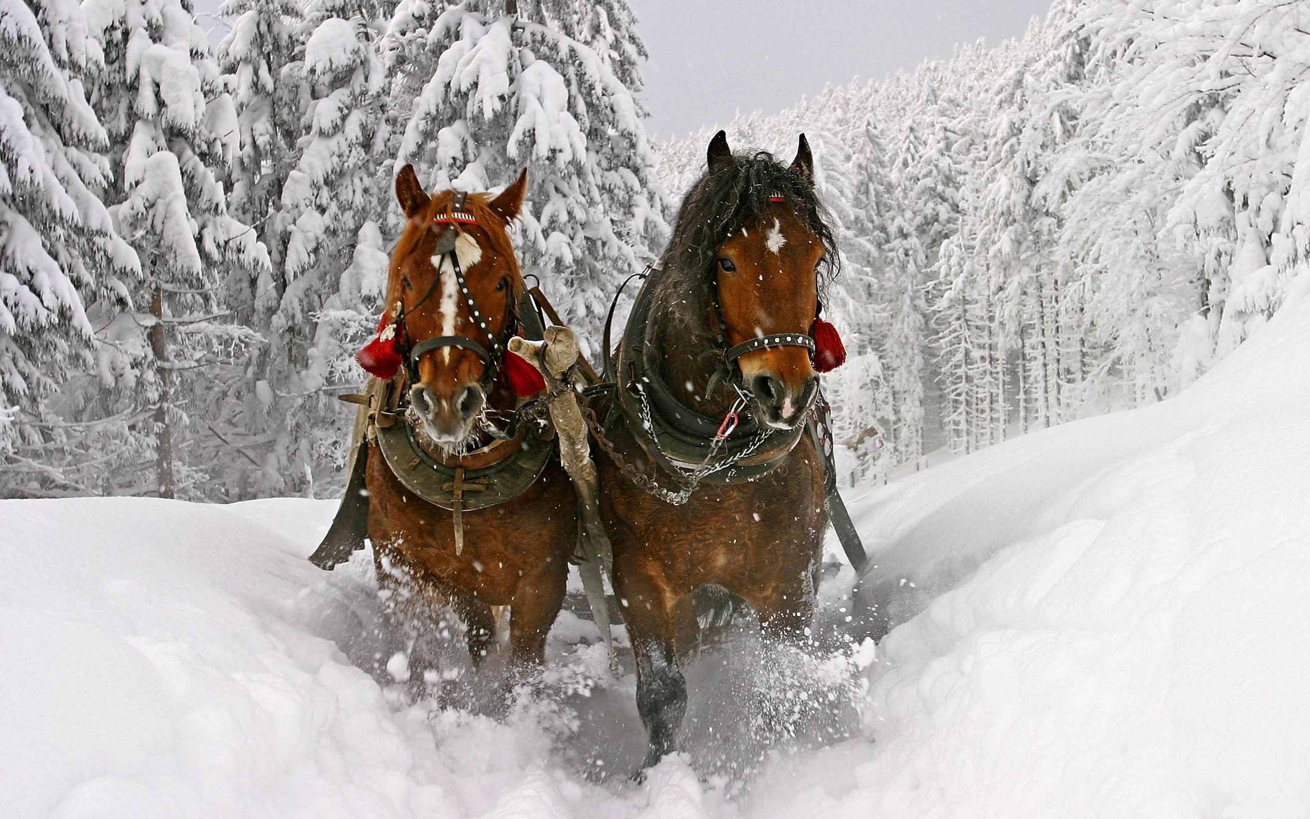 Лошади зимой бесплатно