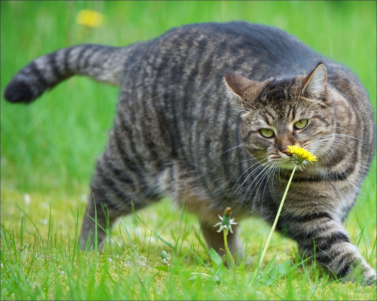 котенок одуванчик трава kitten dandelion grass скачать
