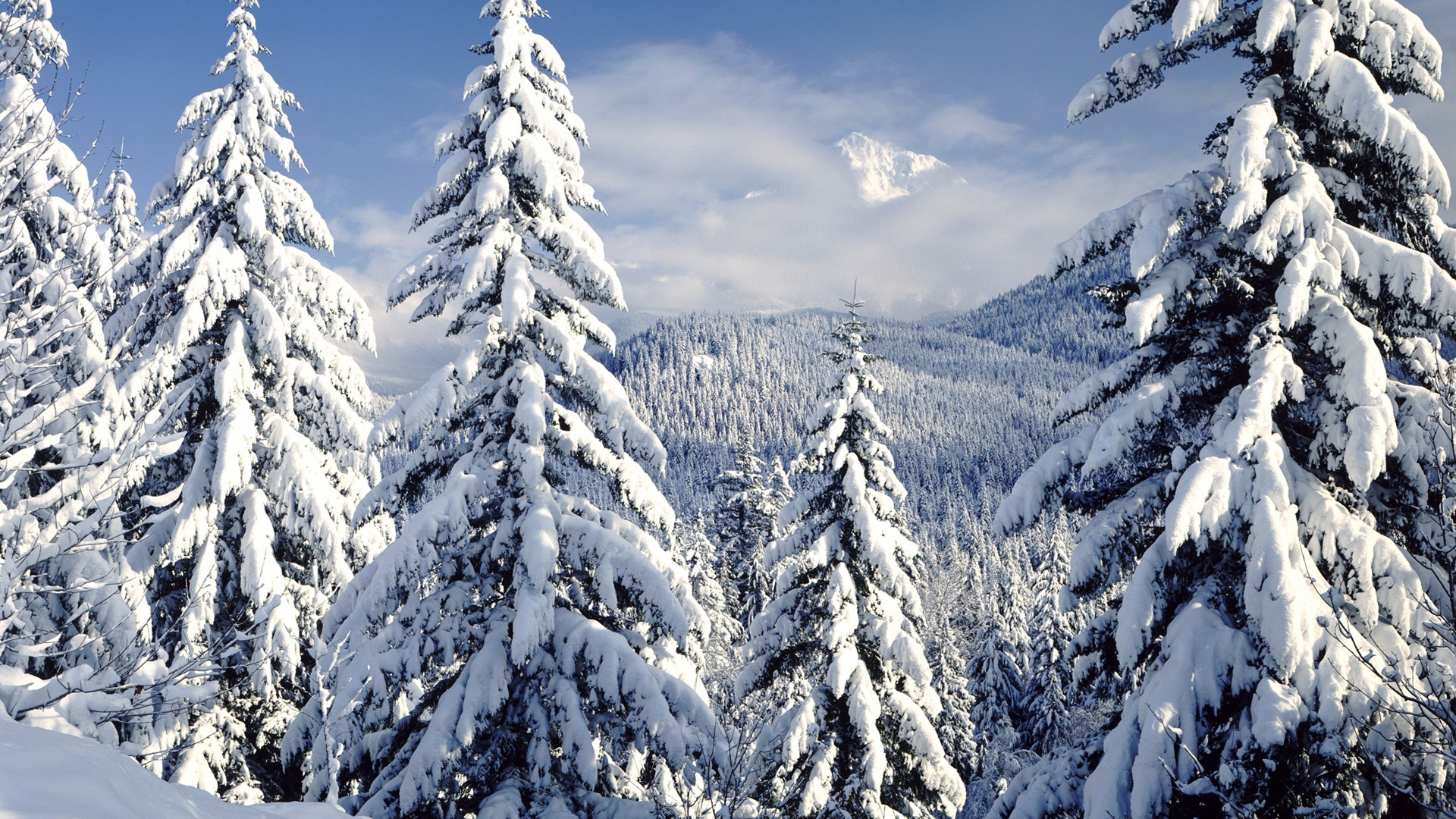 природа снег зима ель nature snow winter spruce бесплатно
