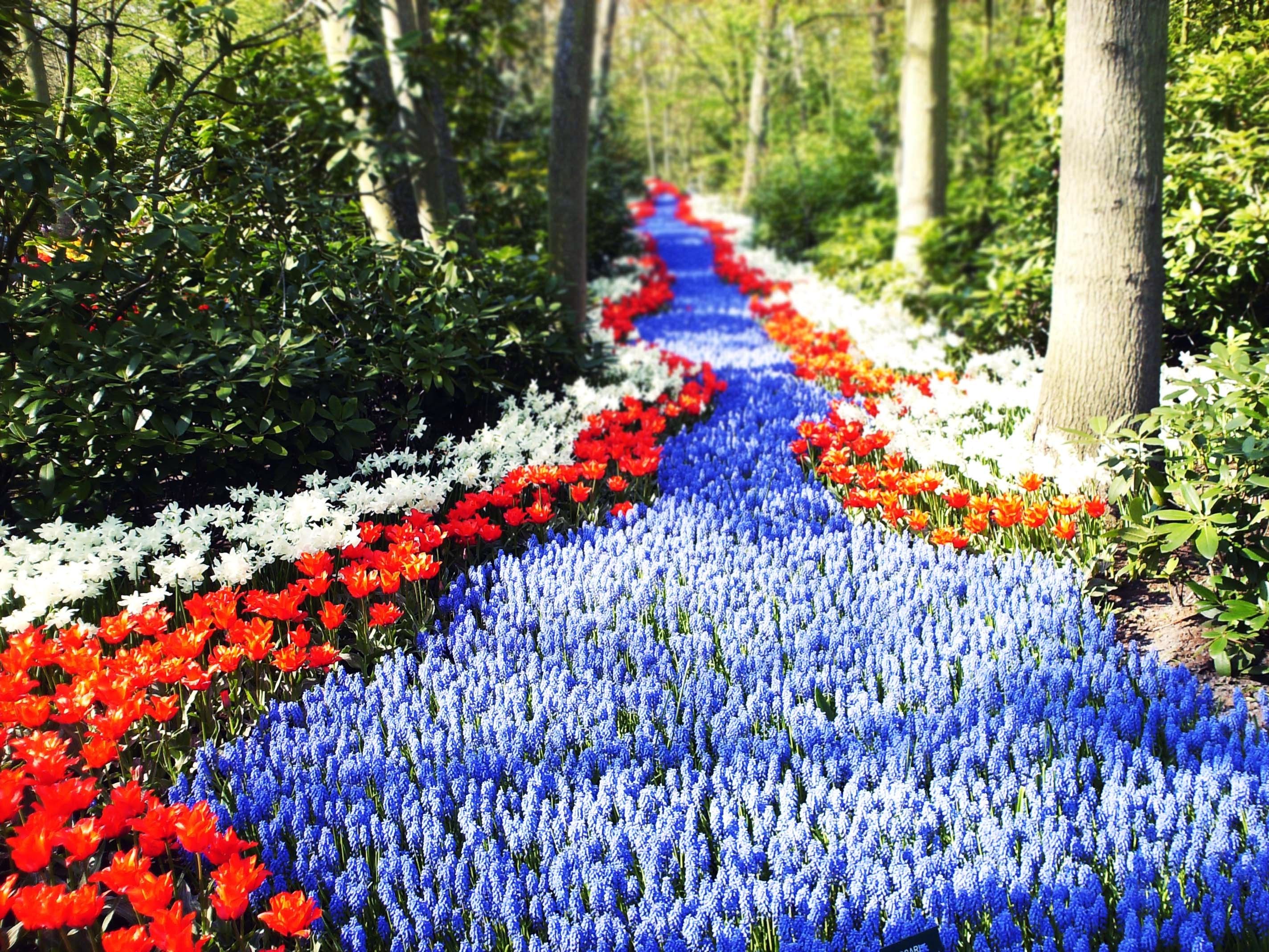 Field of Tulips, Island of Mainau, Germany загрузить